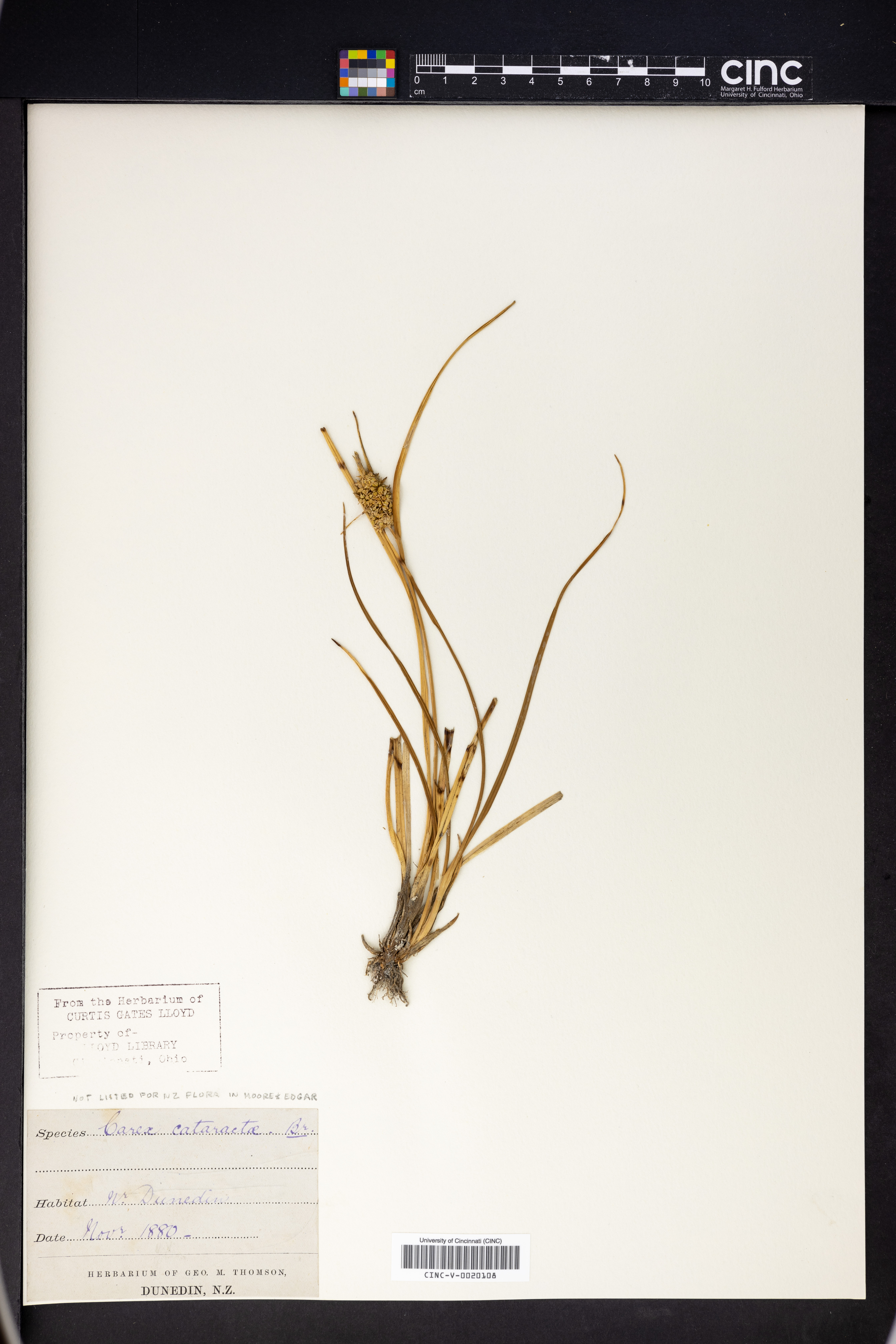 Carex cataractae image