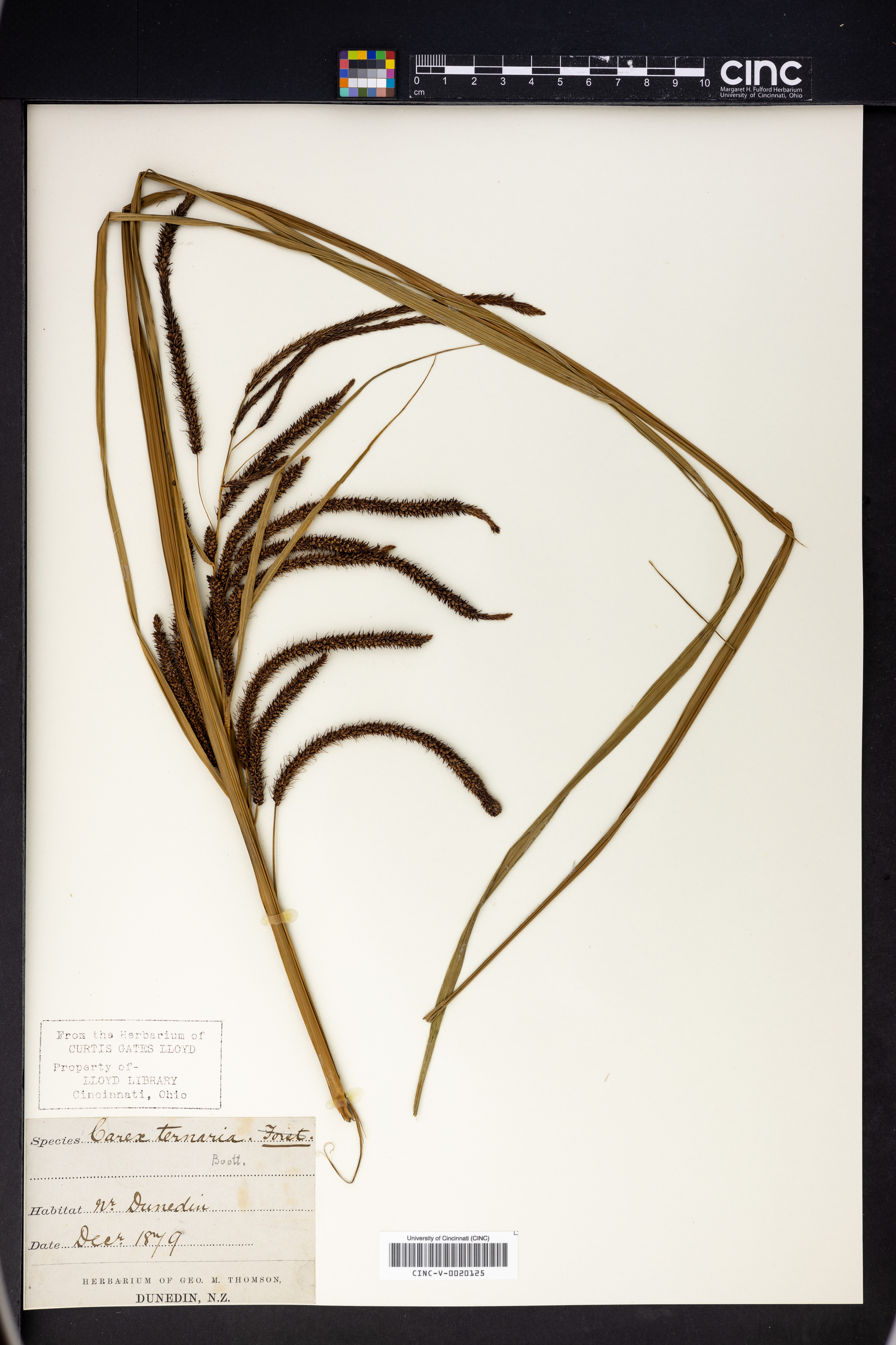 Carex ternaria image