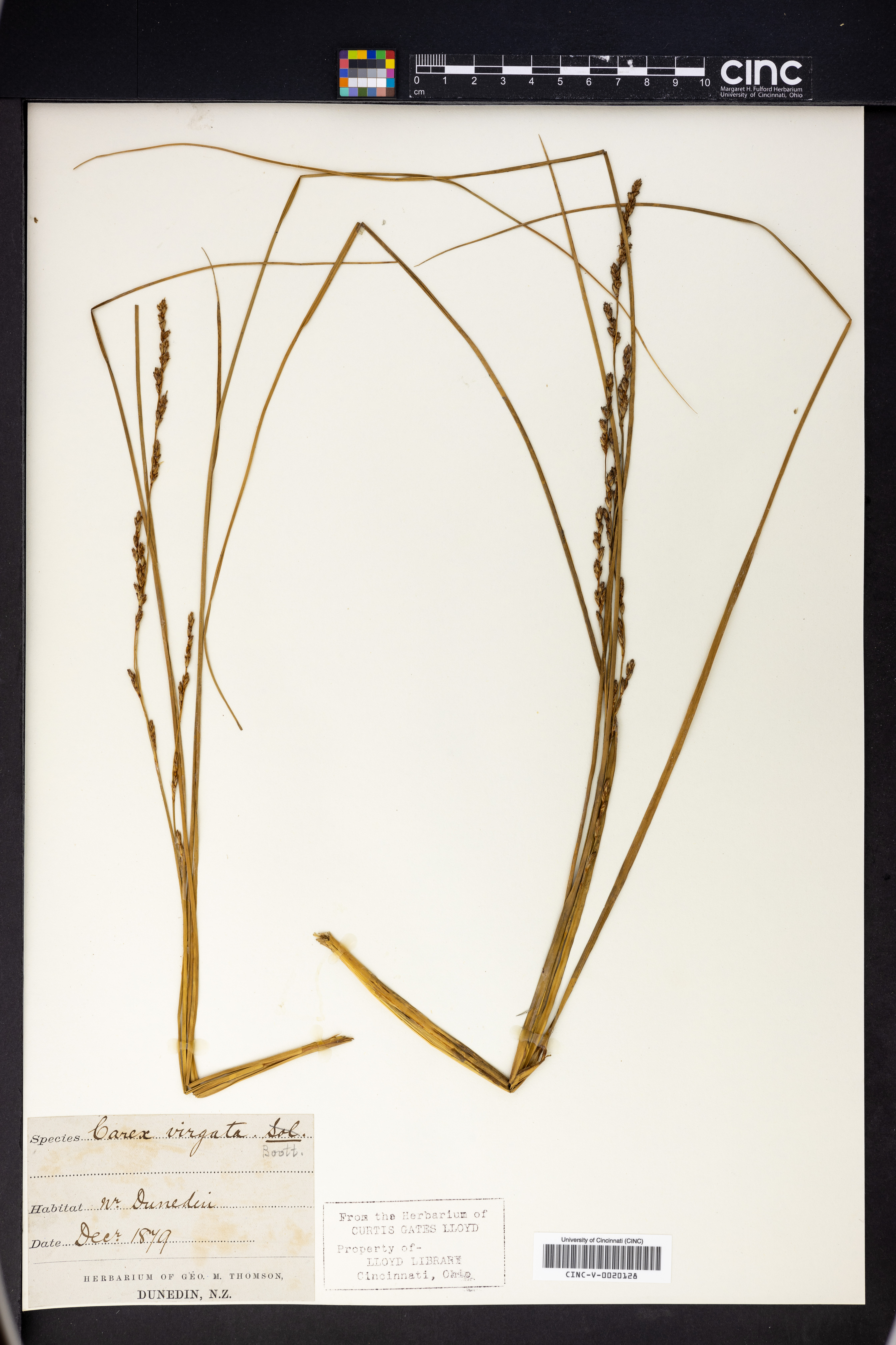 Carex virgata image