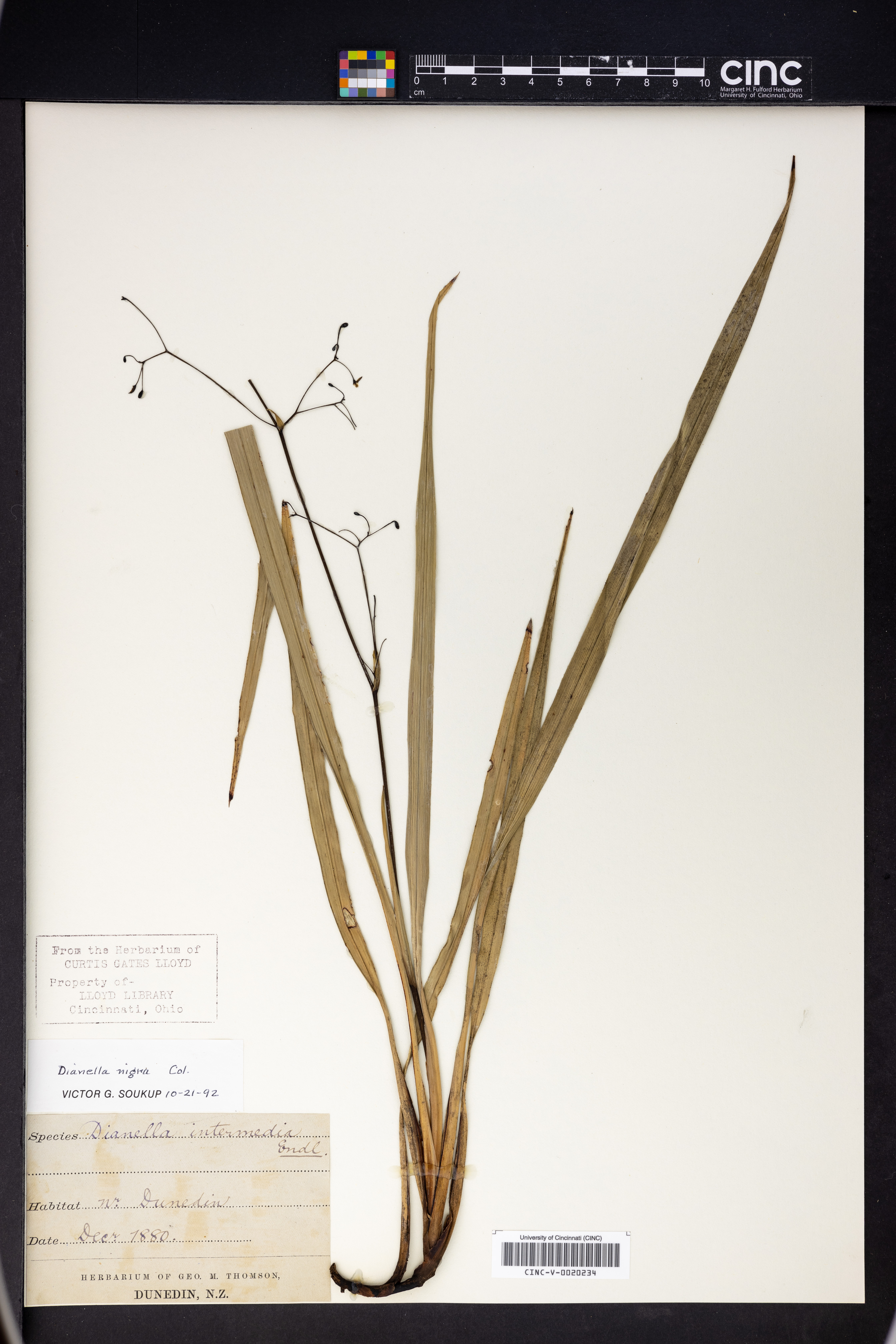 Dianella nigra image