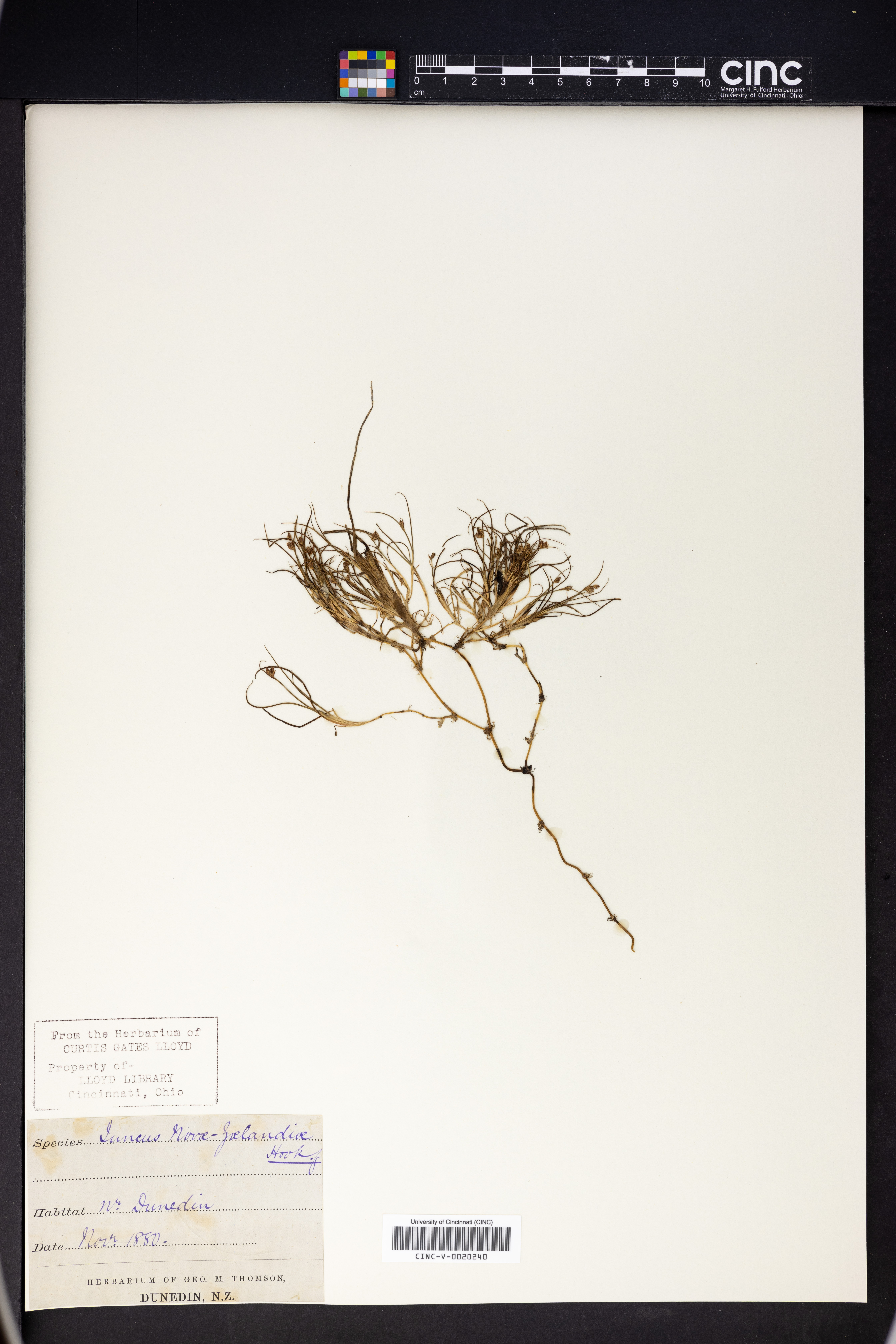 Juncus novae-zelandiae image