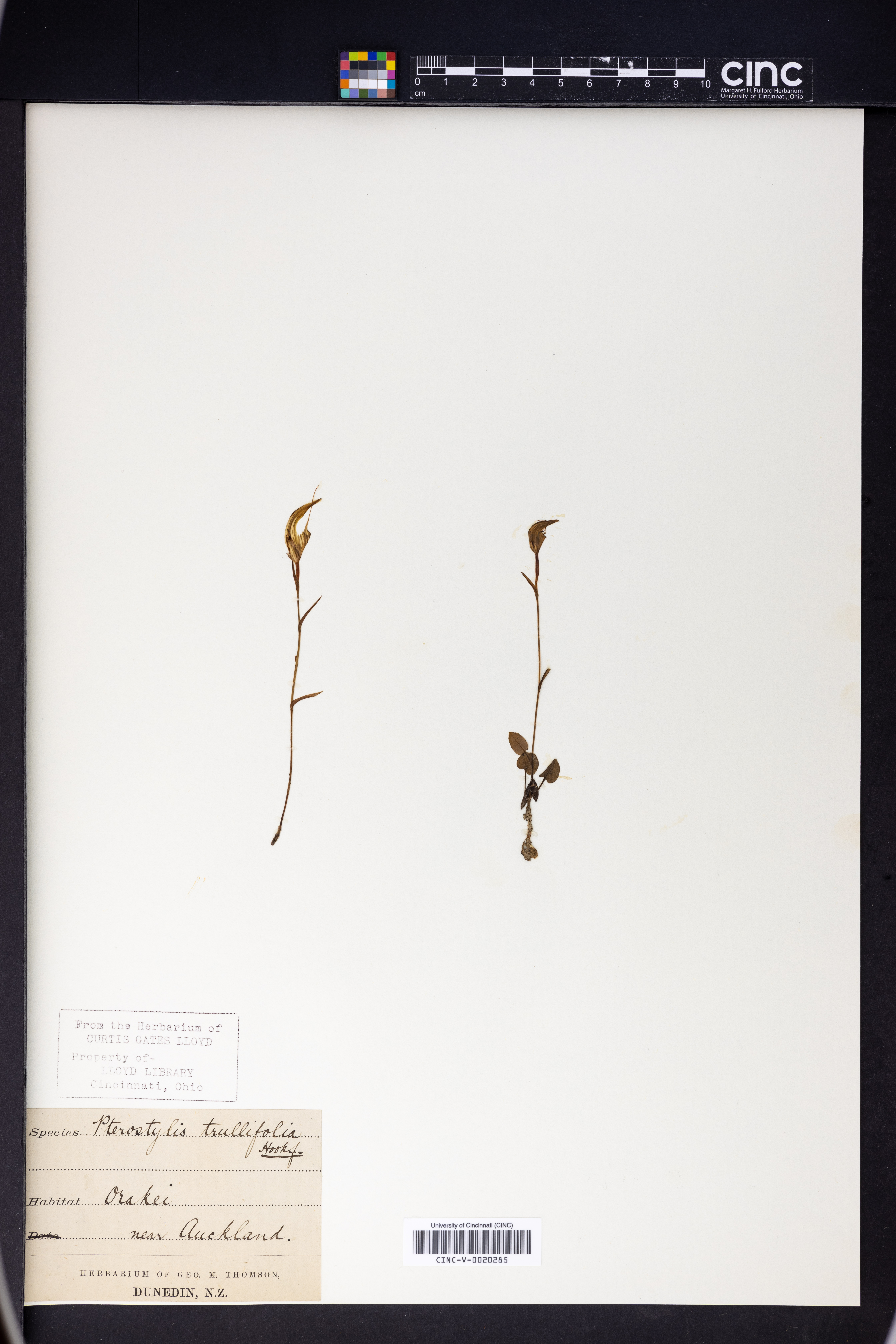 Pterostylis trullifolia image