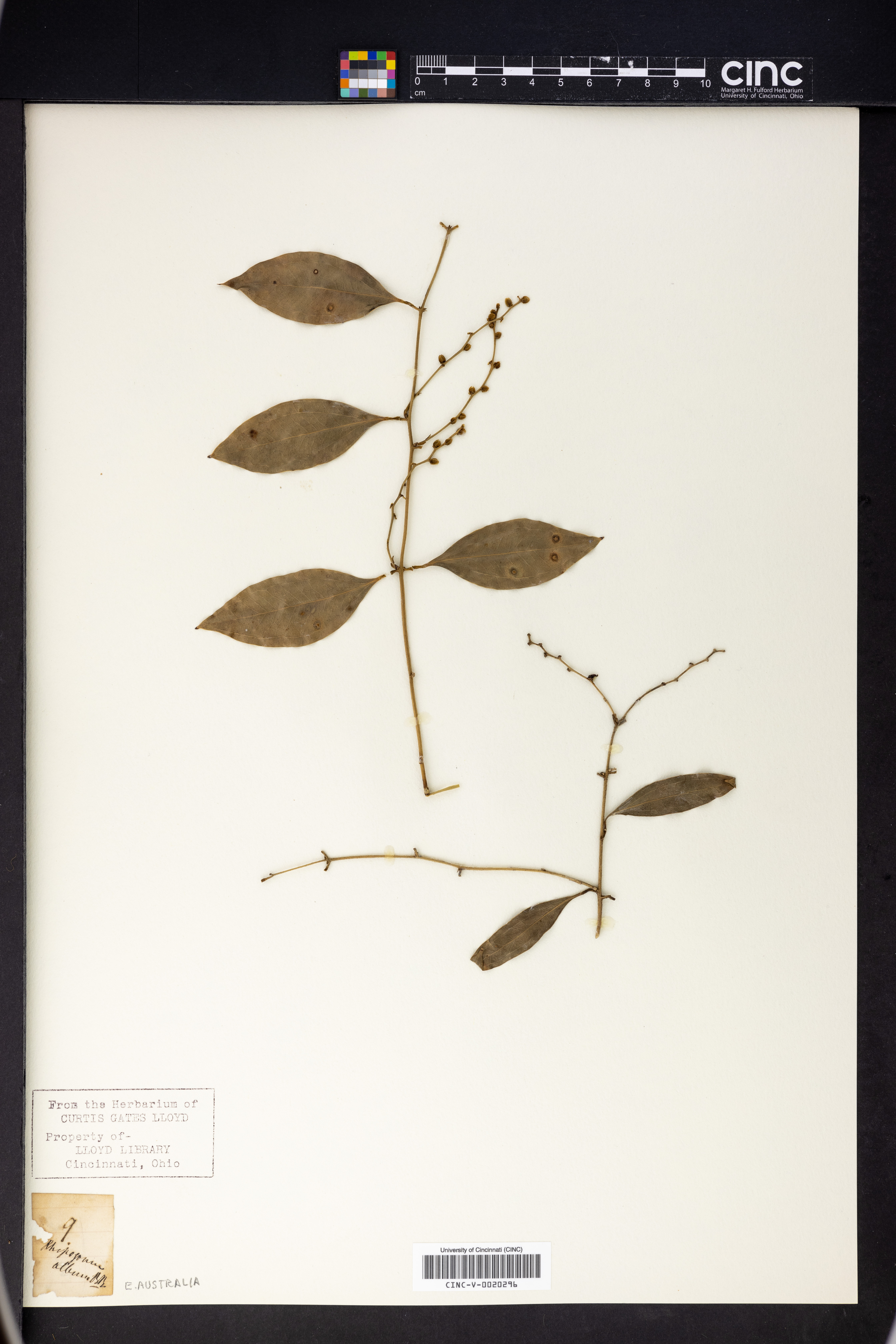 Rhipogonum album image