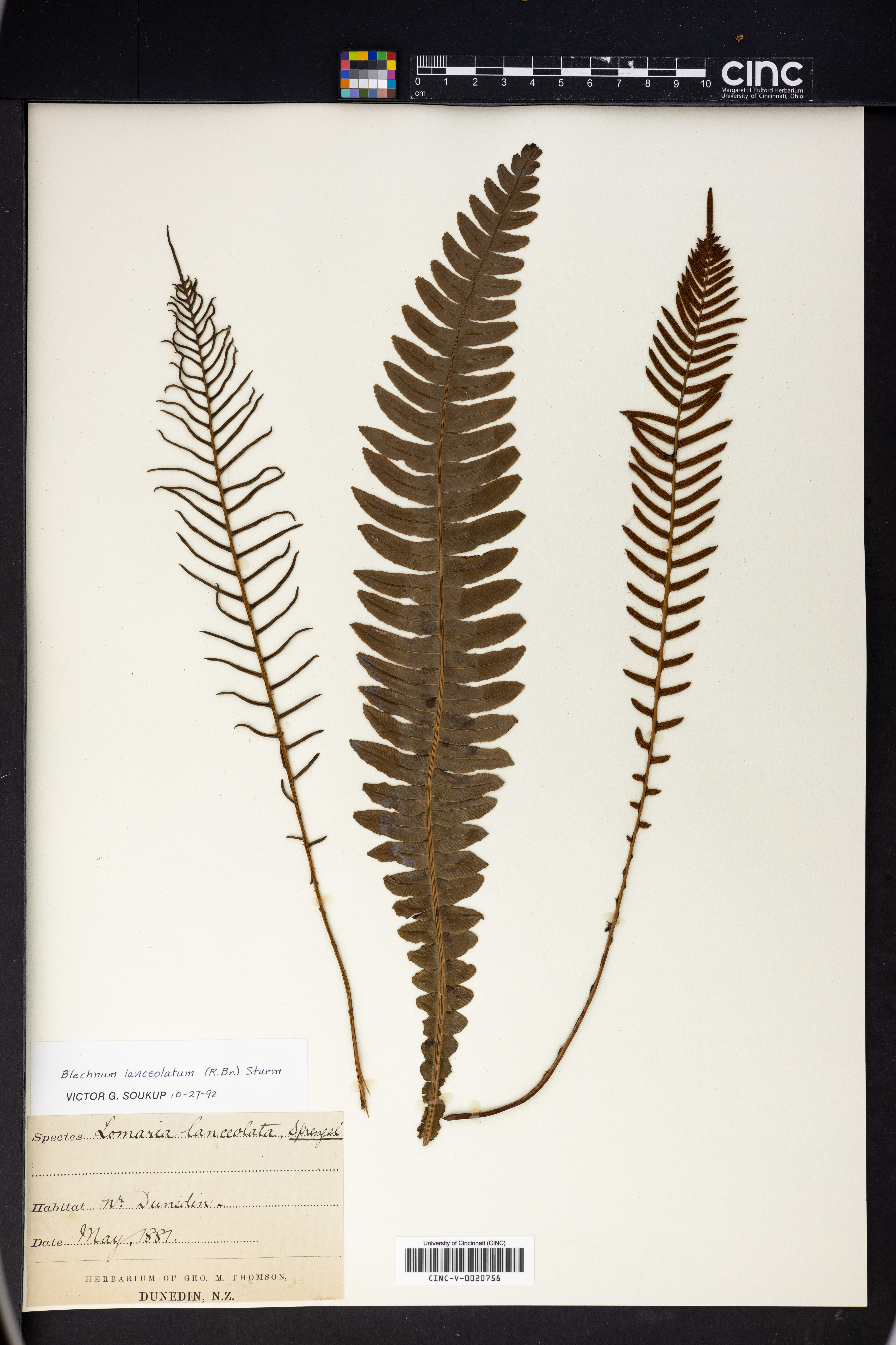 Blechnum lanceolatum image