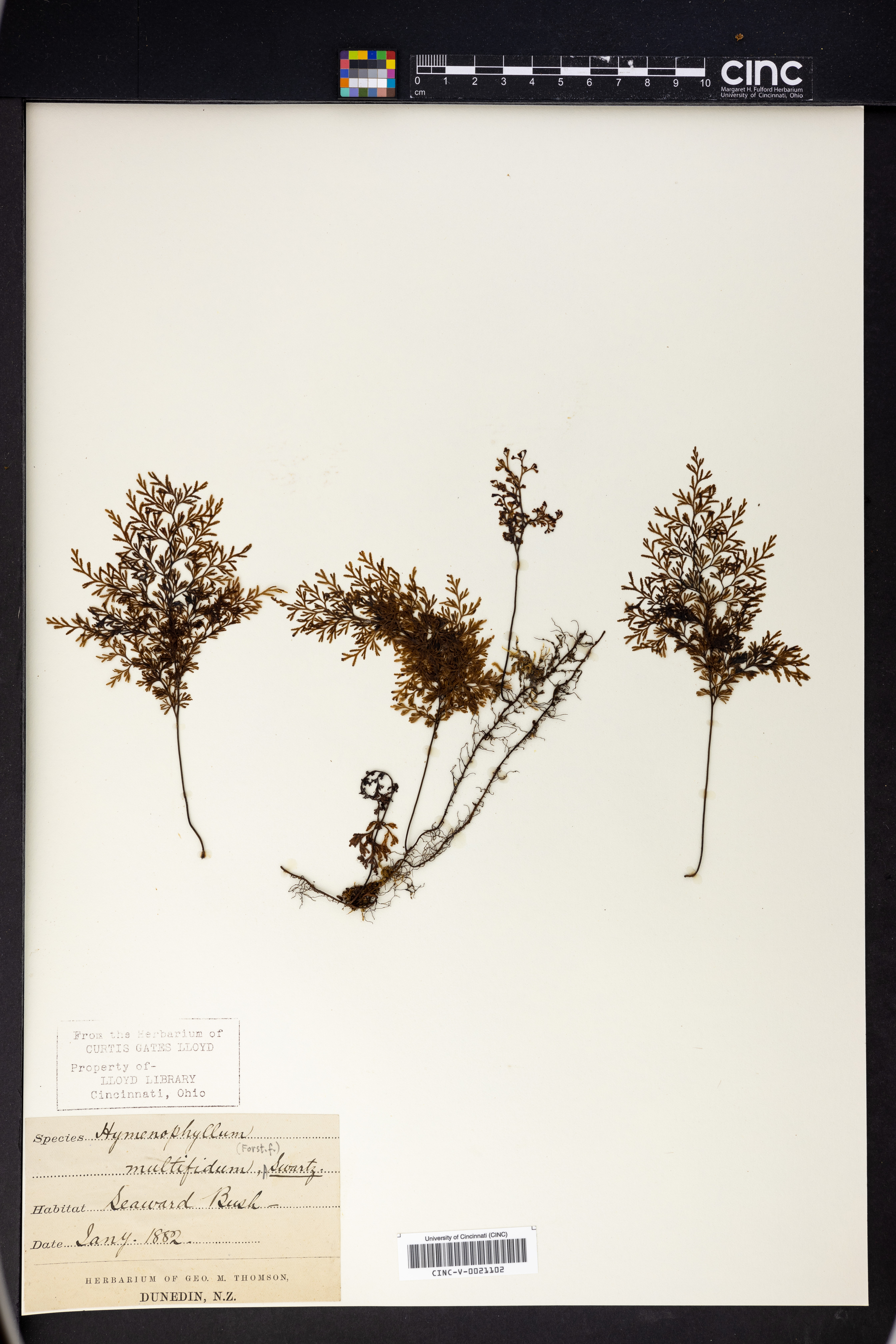 Hymenophyllum axillare image