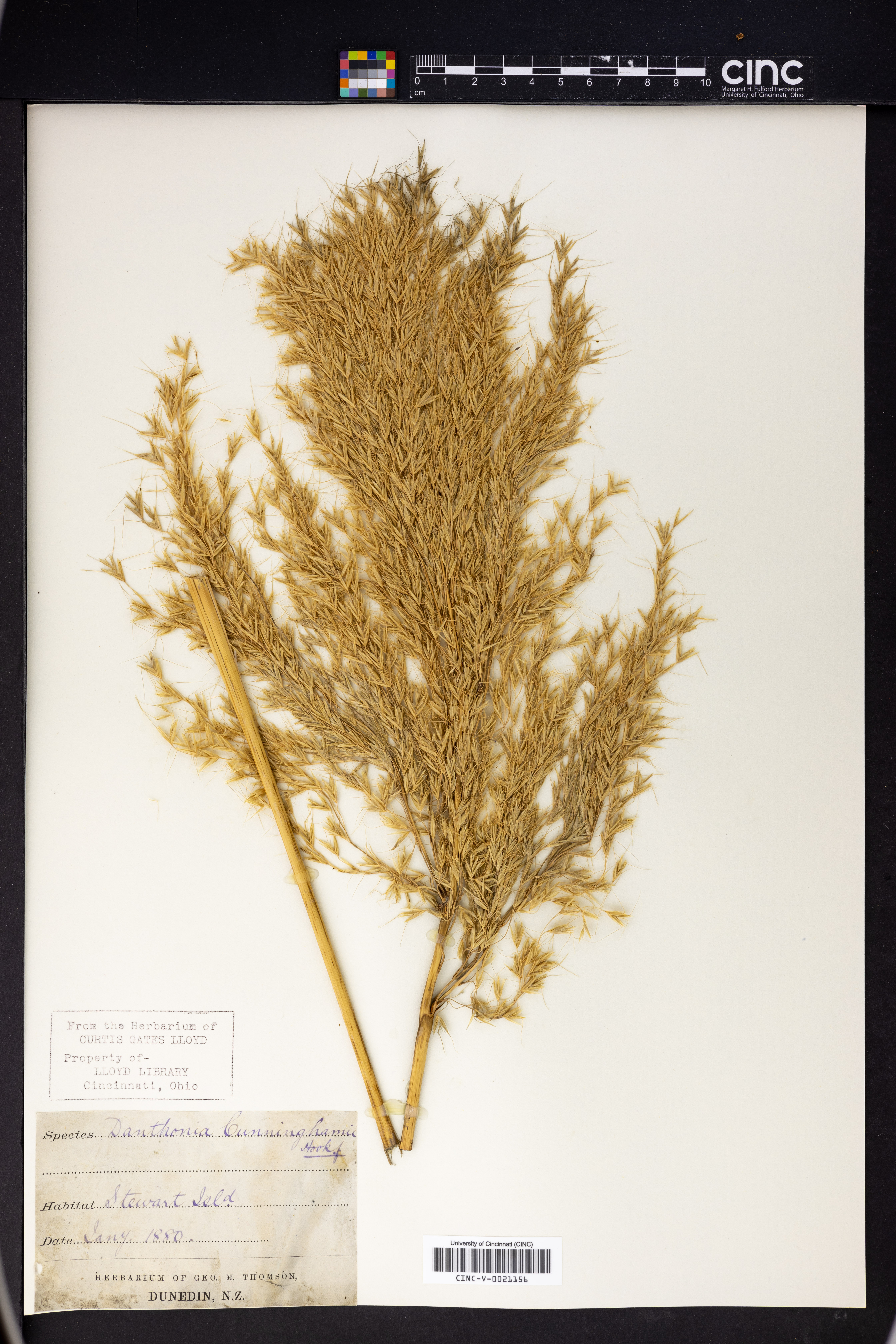 Chionochloa conspicua image