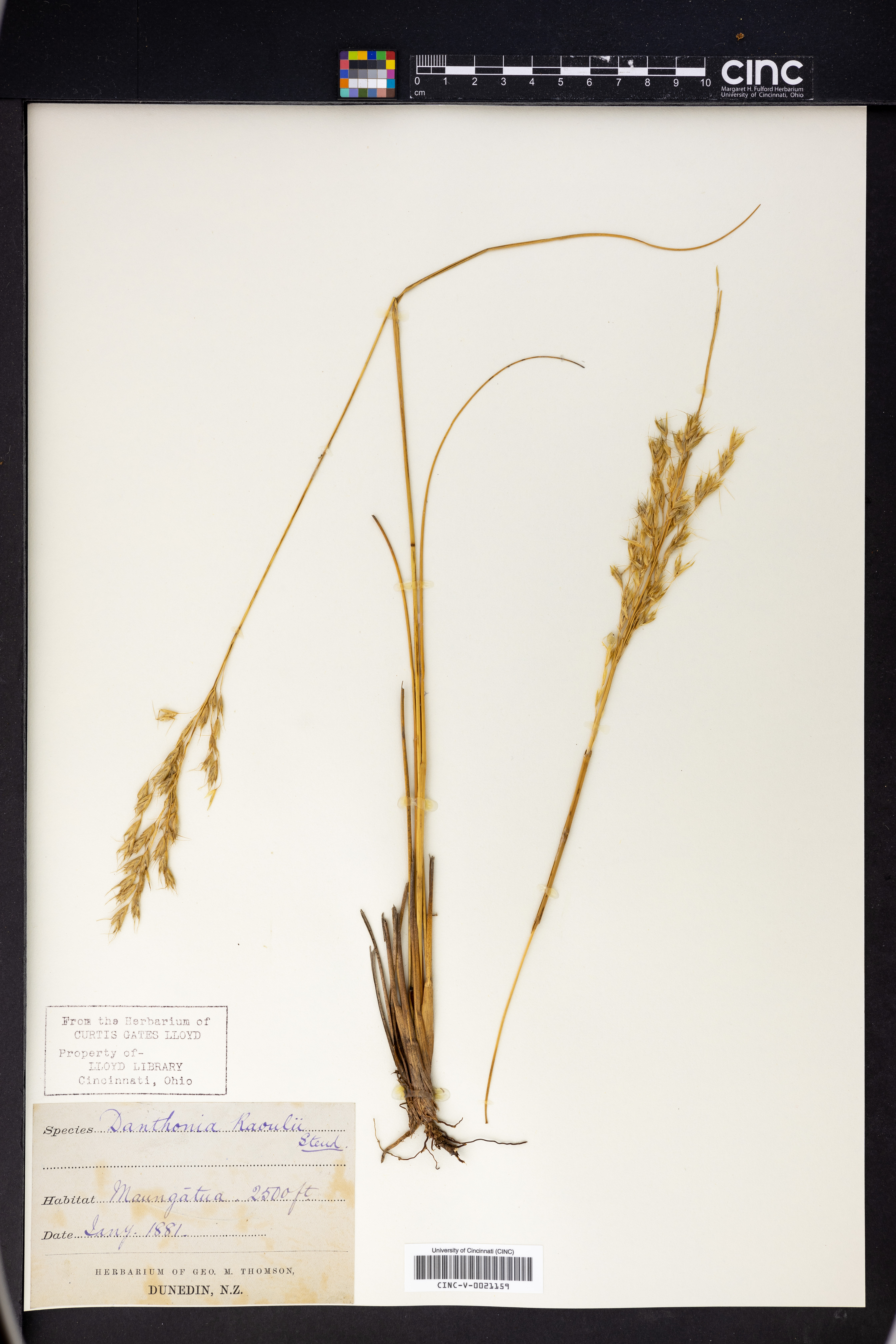 Chionochloa rigida image