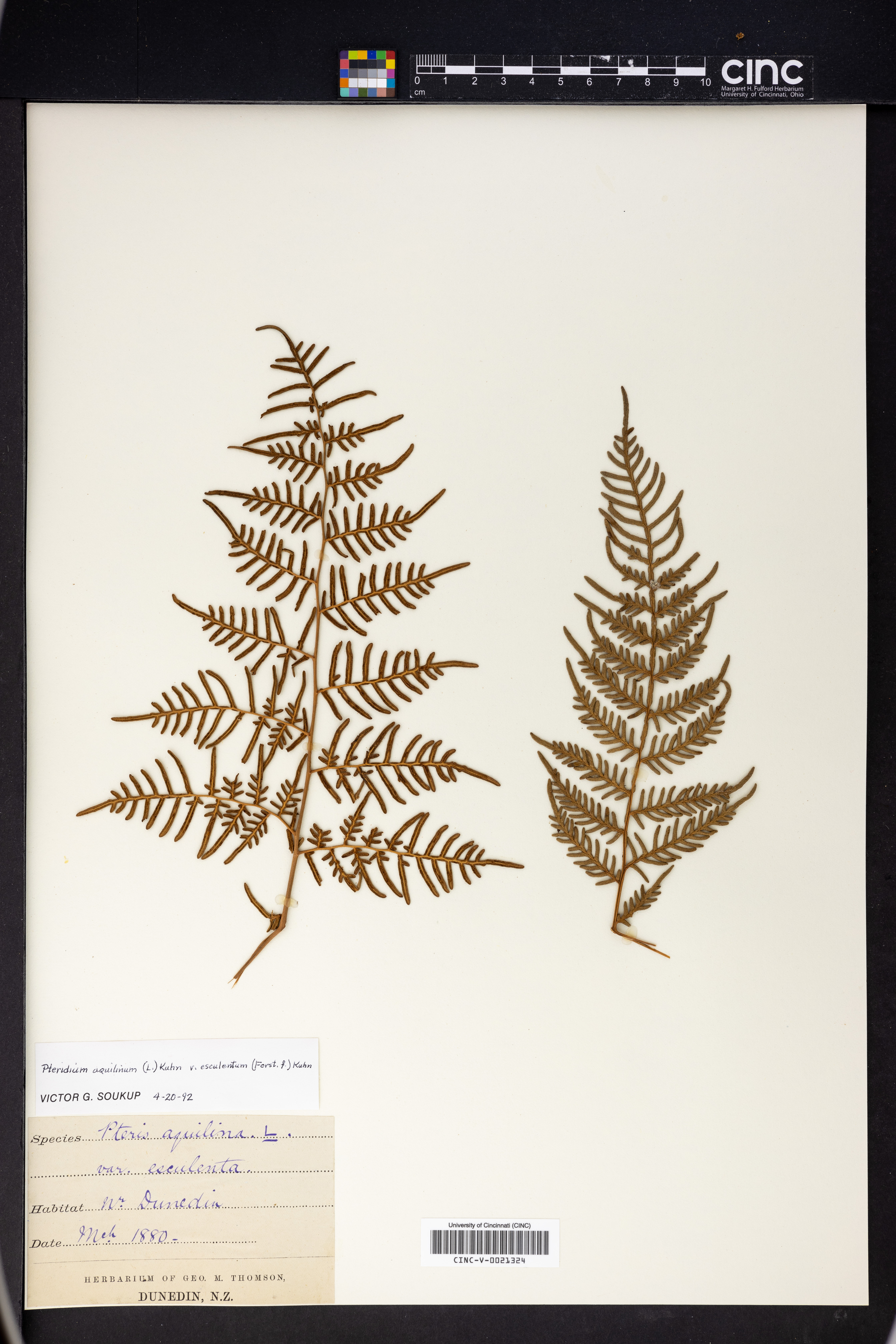 Pteridium aquilinum var. esculentum image