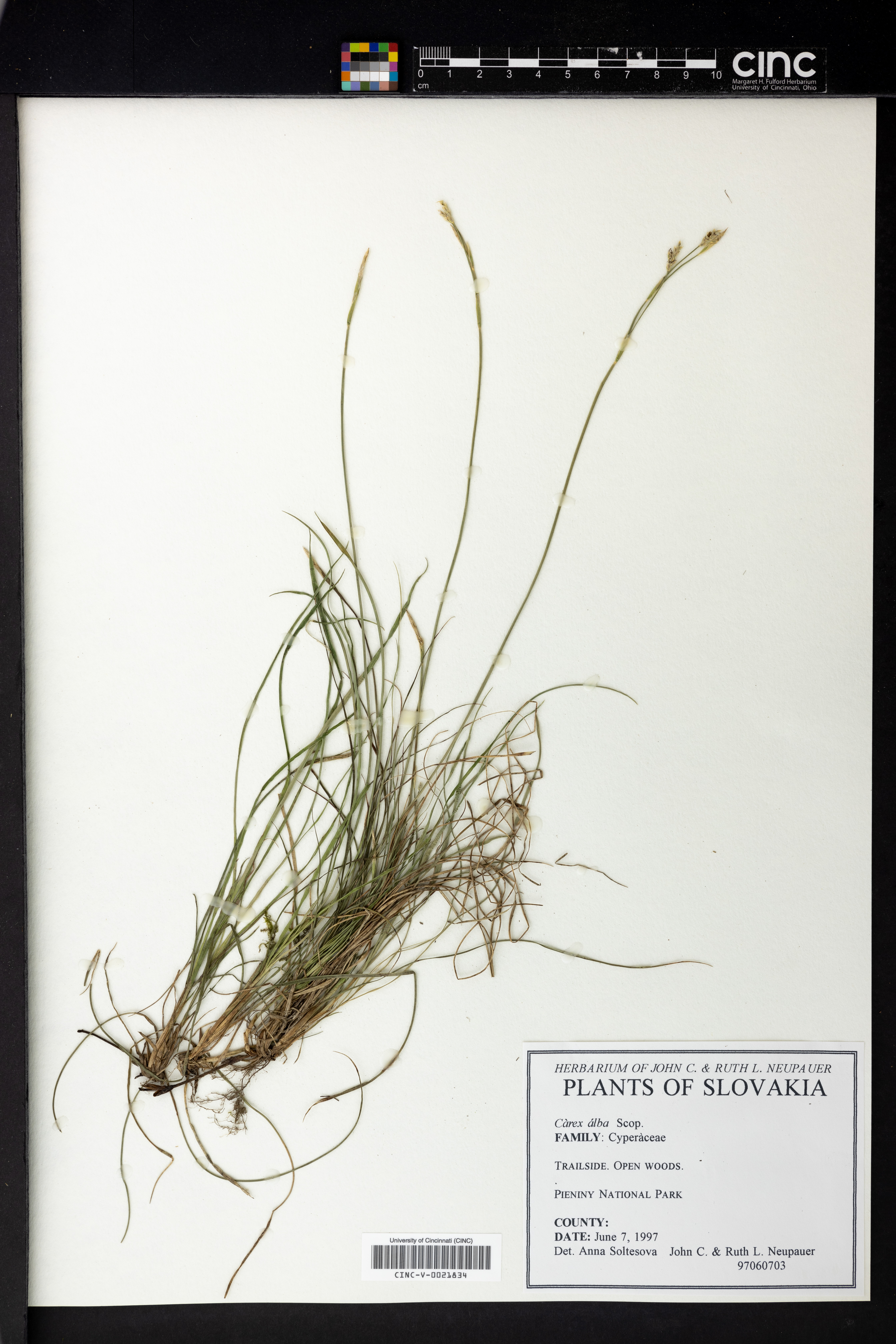 Carex alba image