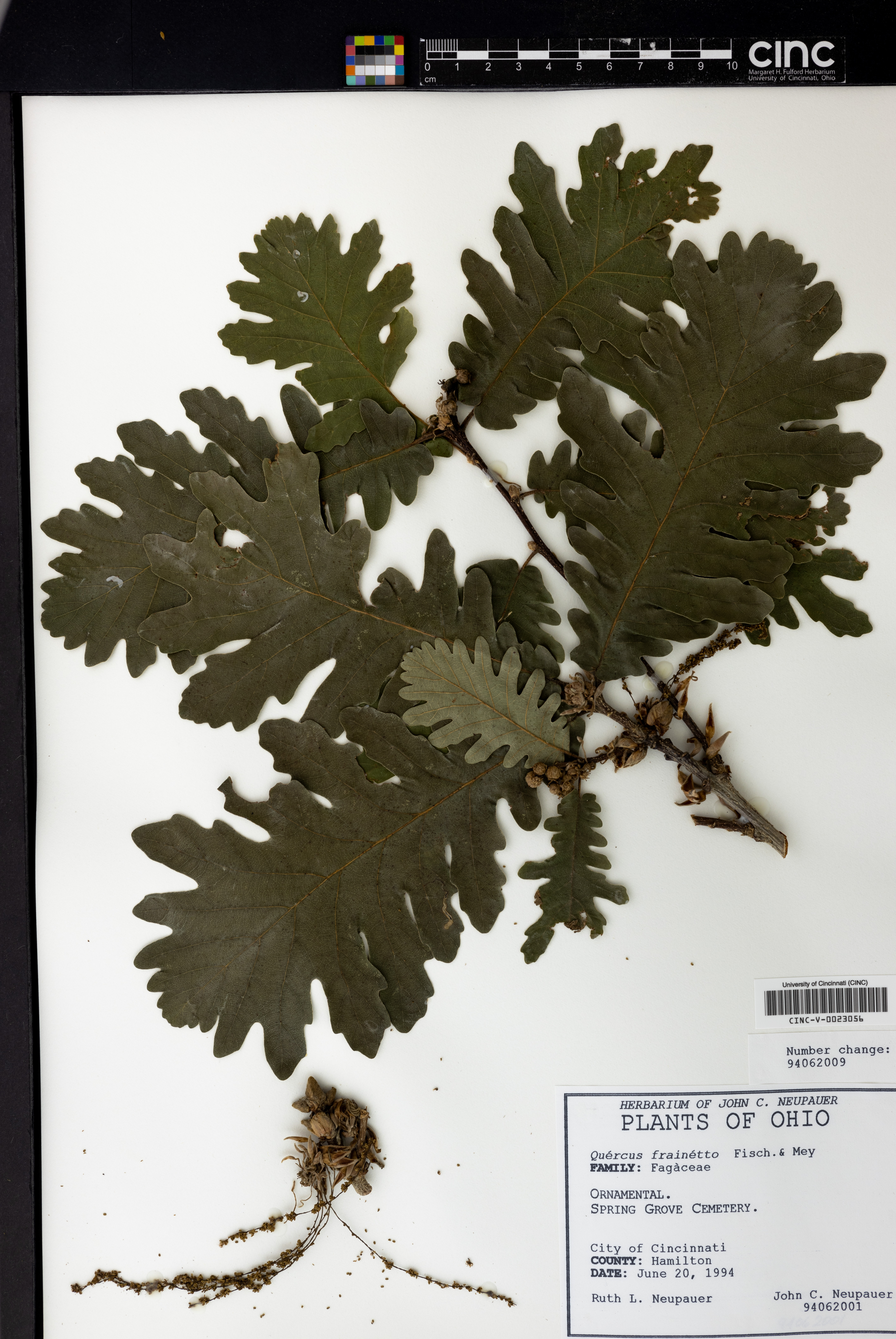 Quercus frainetto image