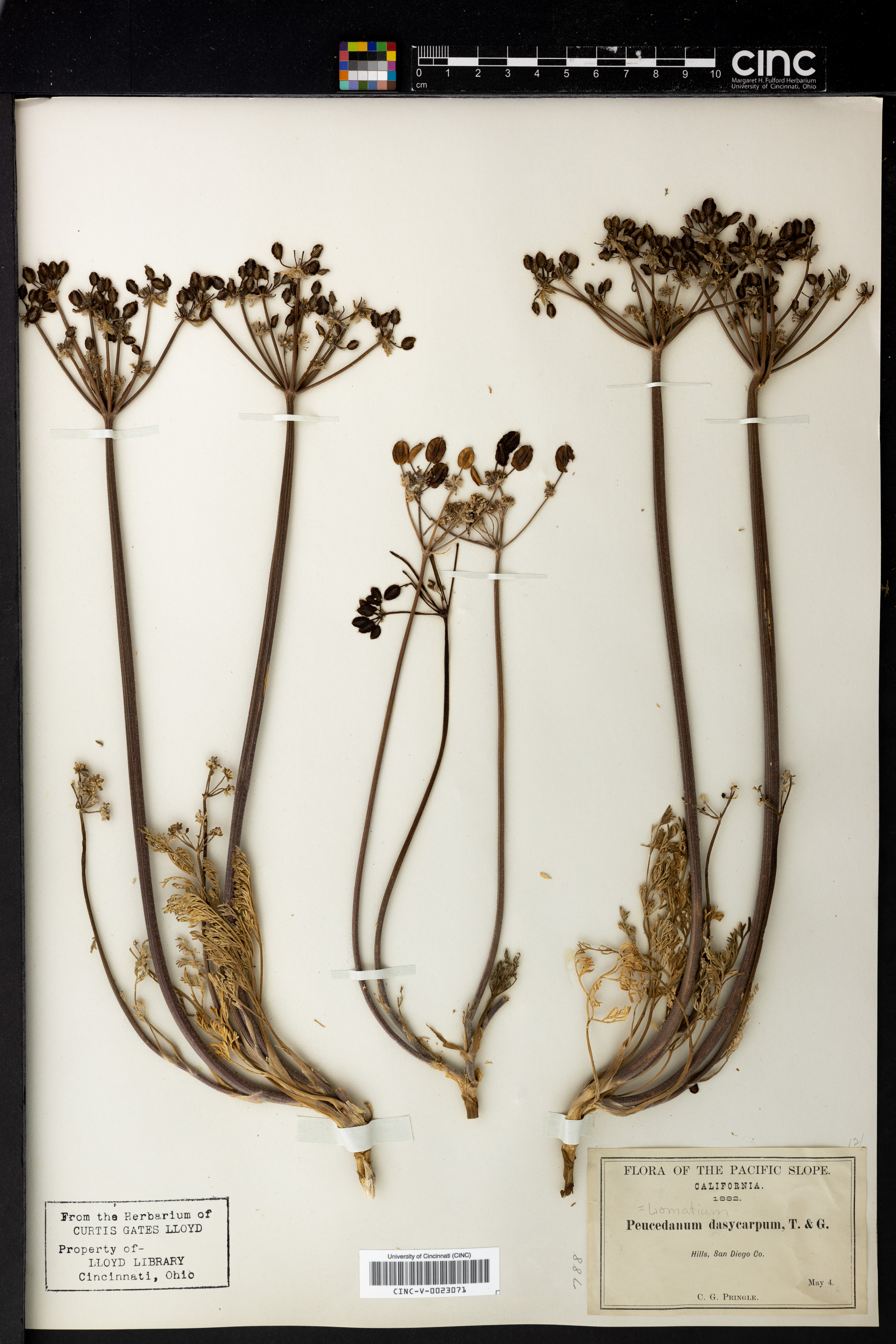 Lomatium dasycarpum image