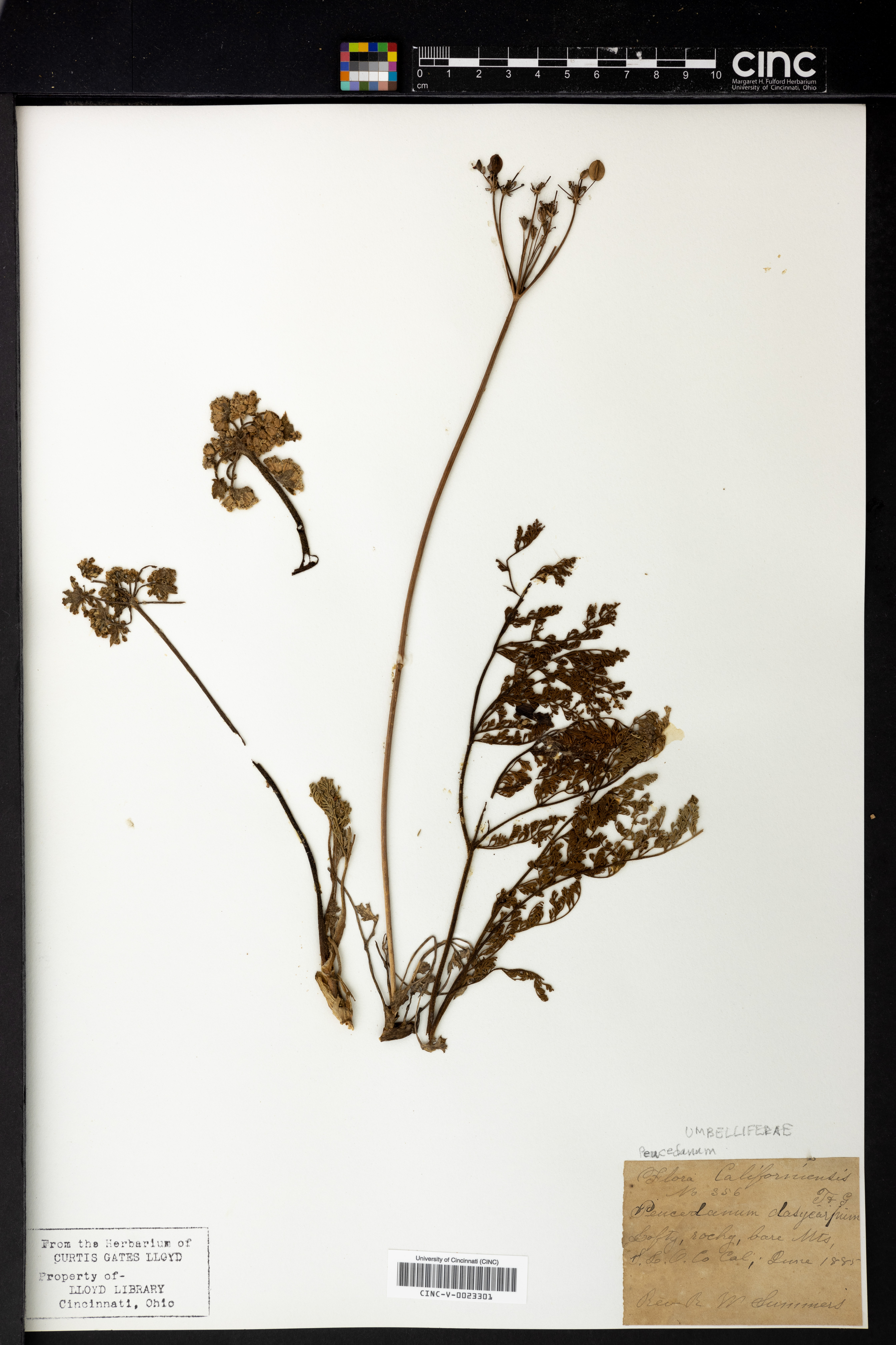 Peucedanum californicum image