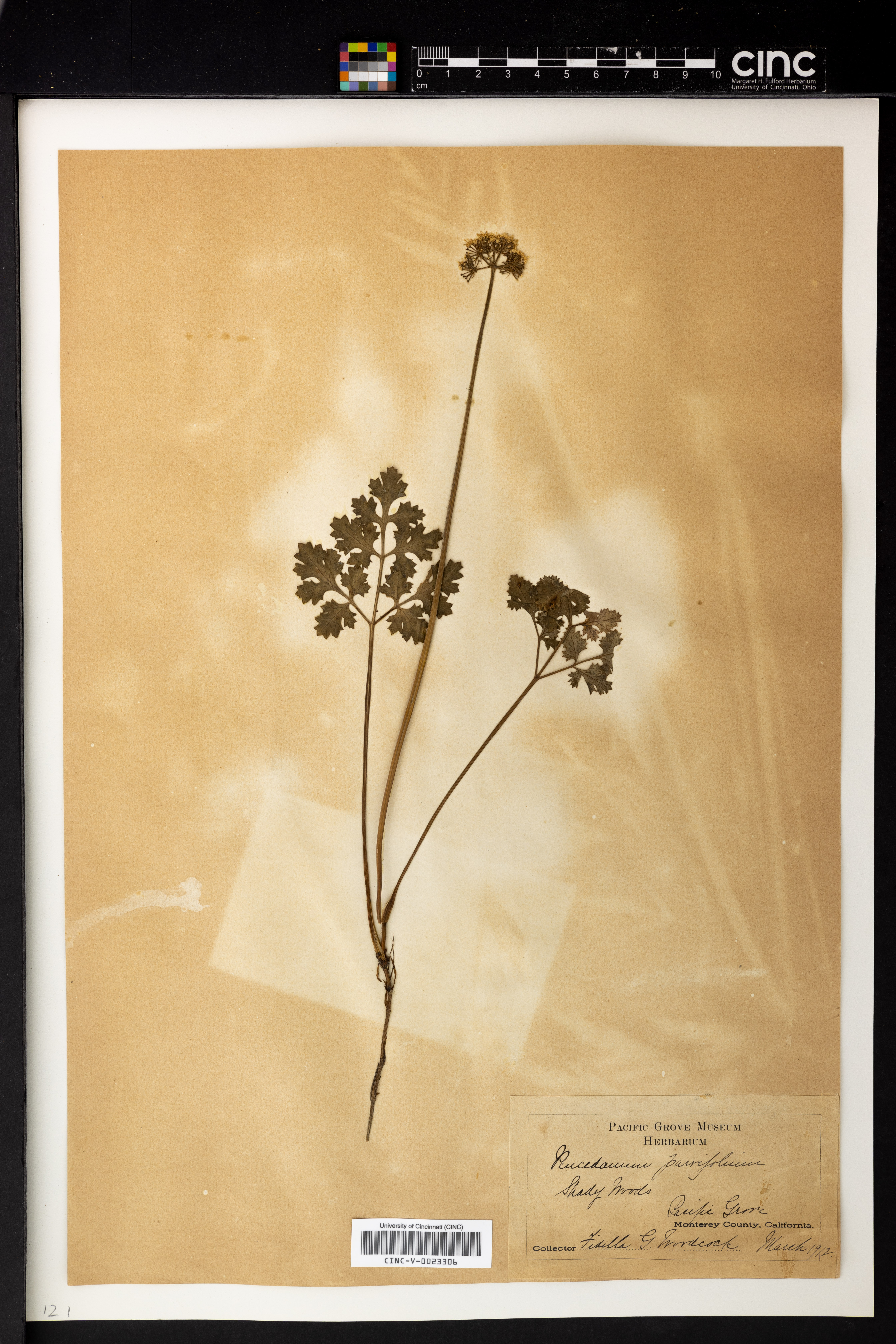 Lomatium parvifolium image