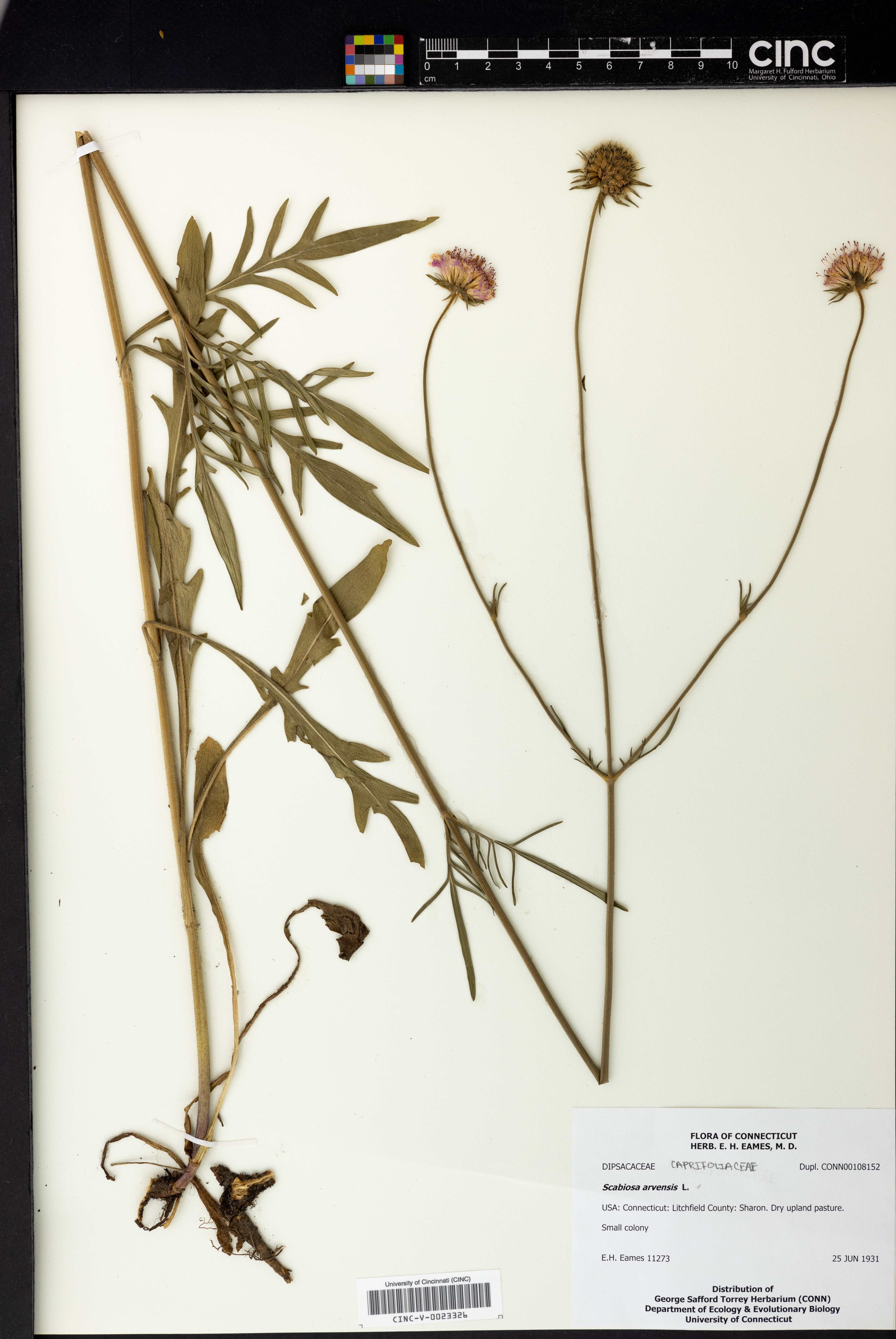 Scabiosa arvensis image