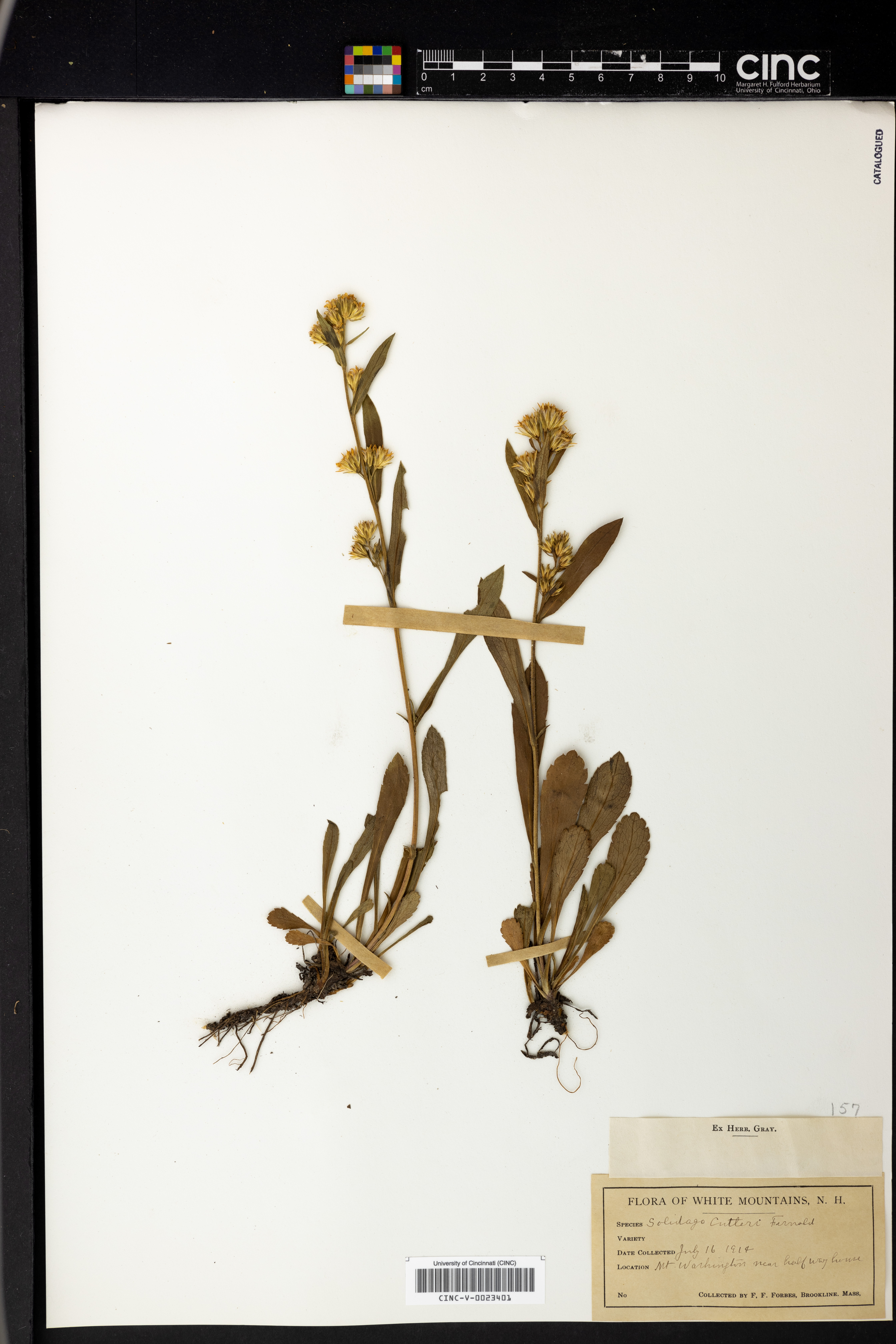 Solidago cutleri image