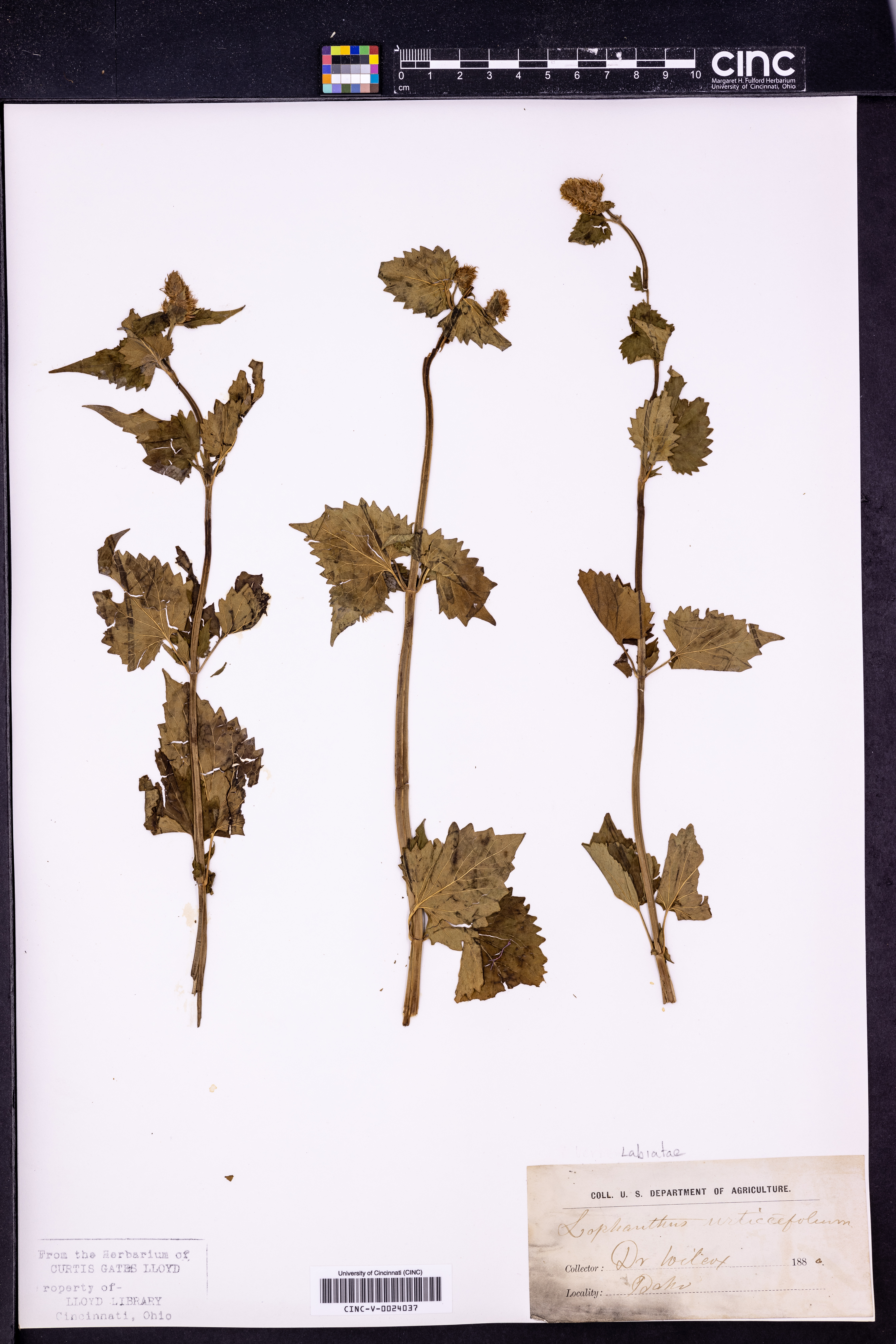 Lophanthus urticifolius image