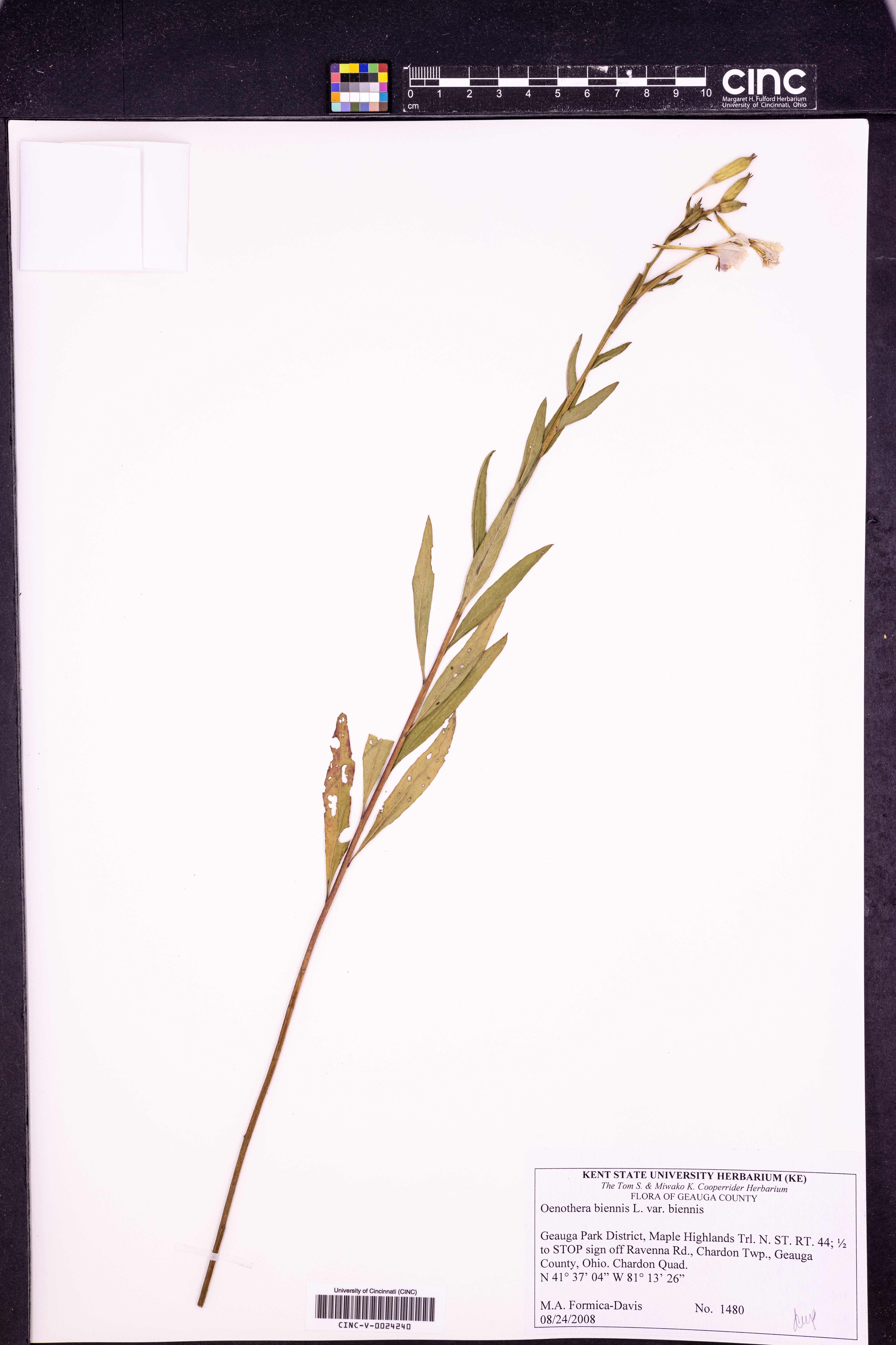 Oenothera biennis subsp. biennis image