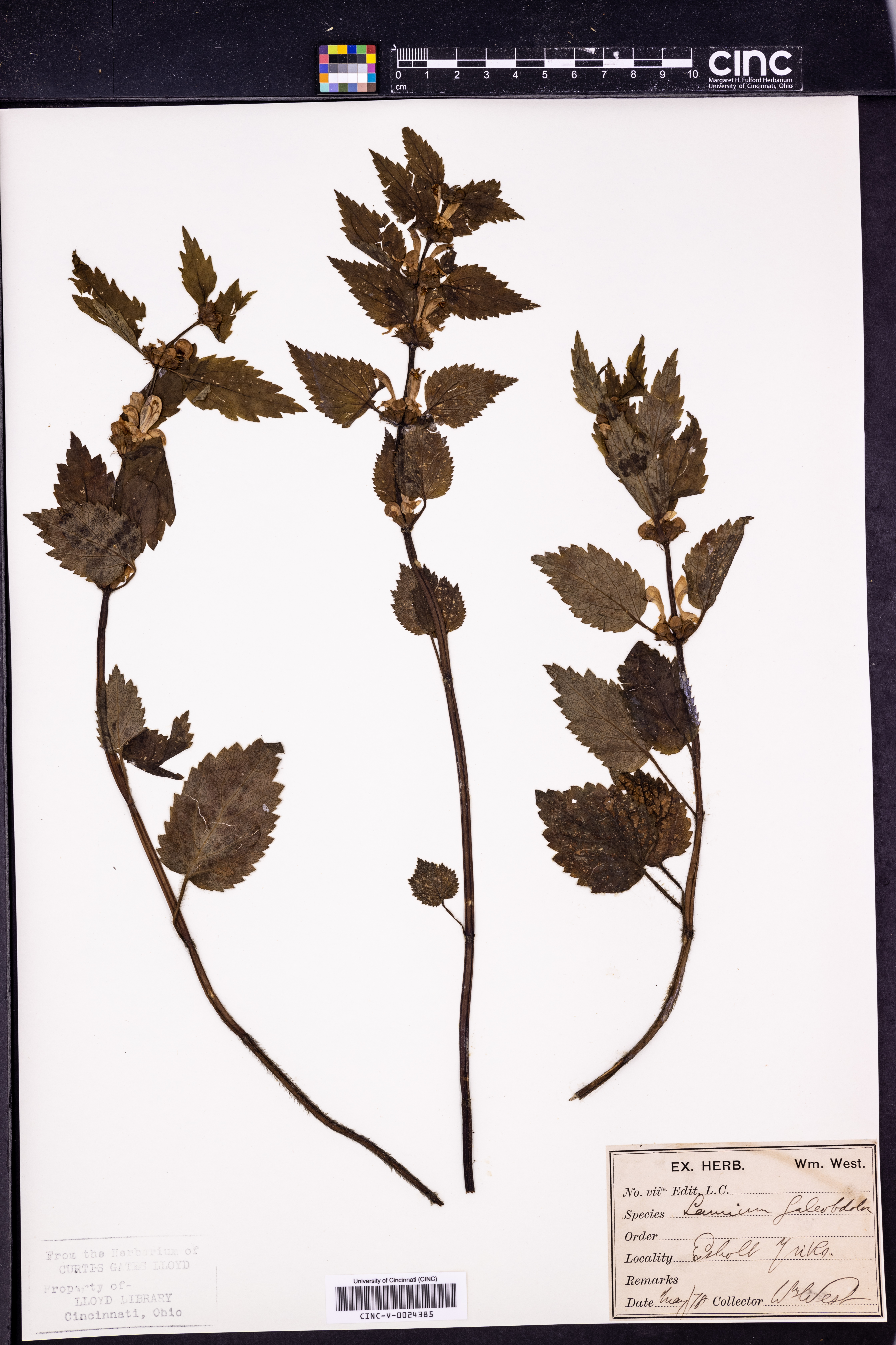 Lamium galeobdolon image