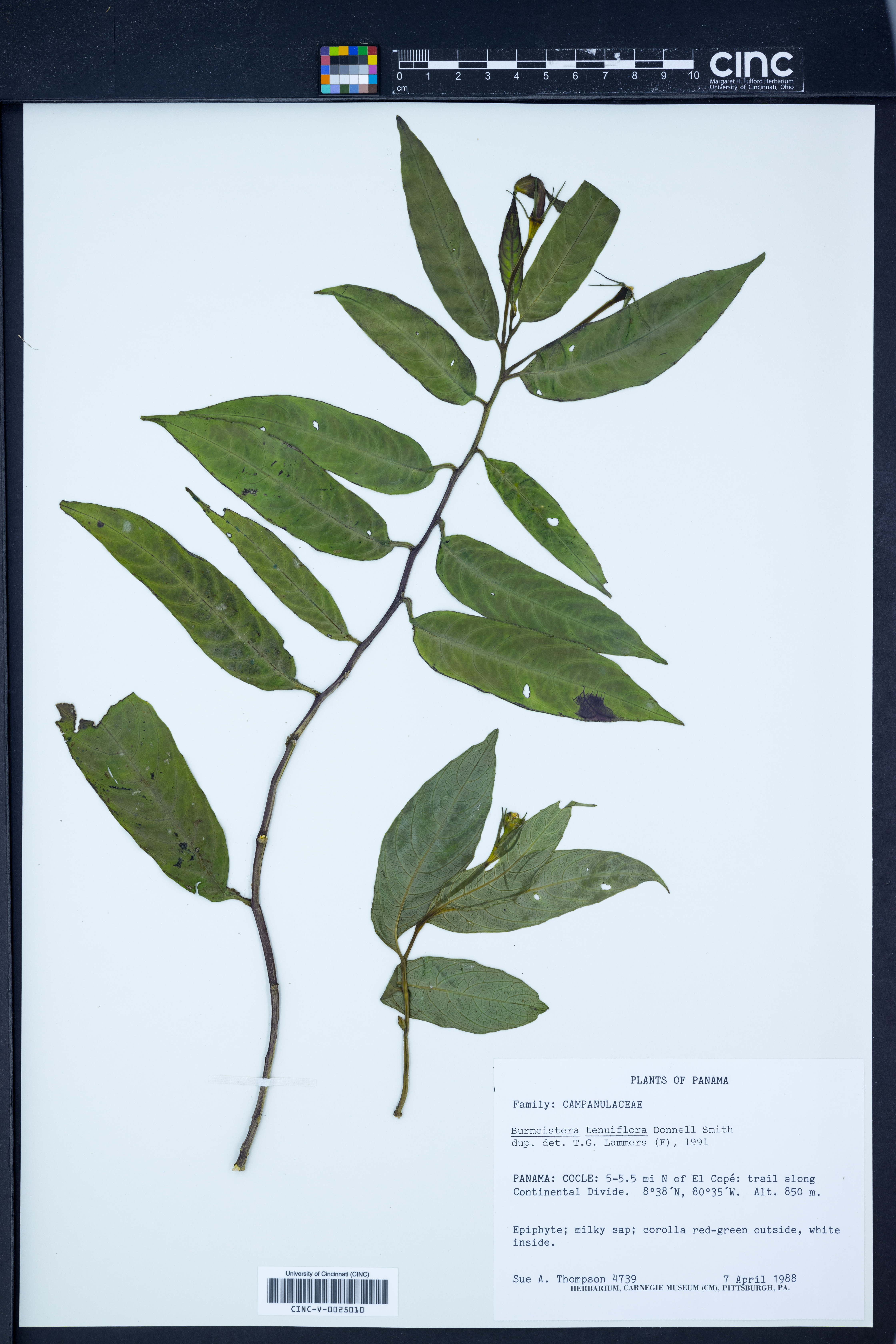 Burmeistera tenuiflora image