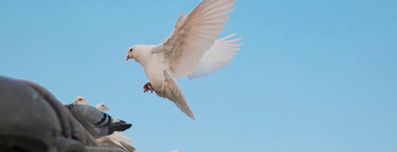 White dove flying, about to land on roof.