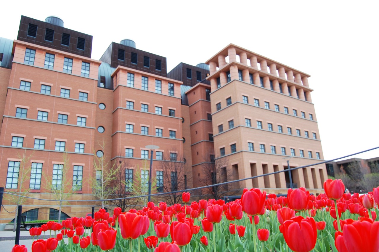 A day time view looking up at the Engineering Research center with a bed of red tulips in the close foreground