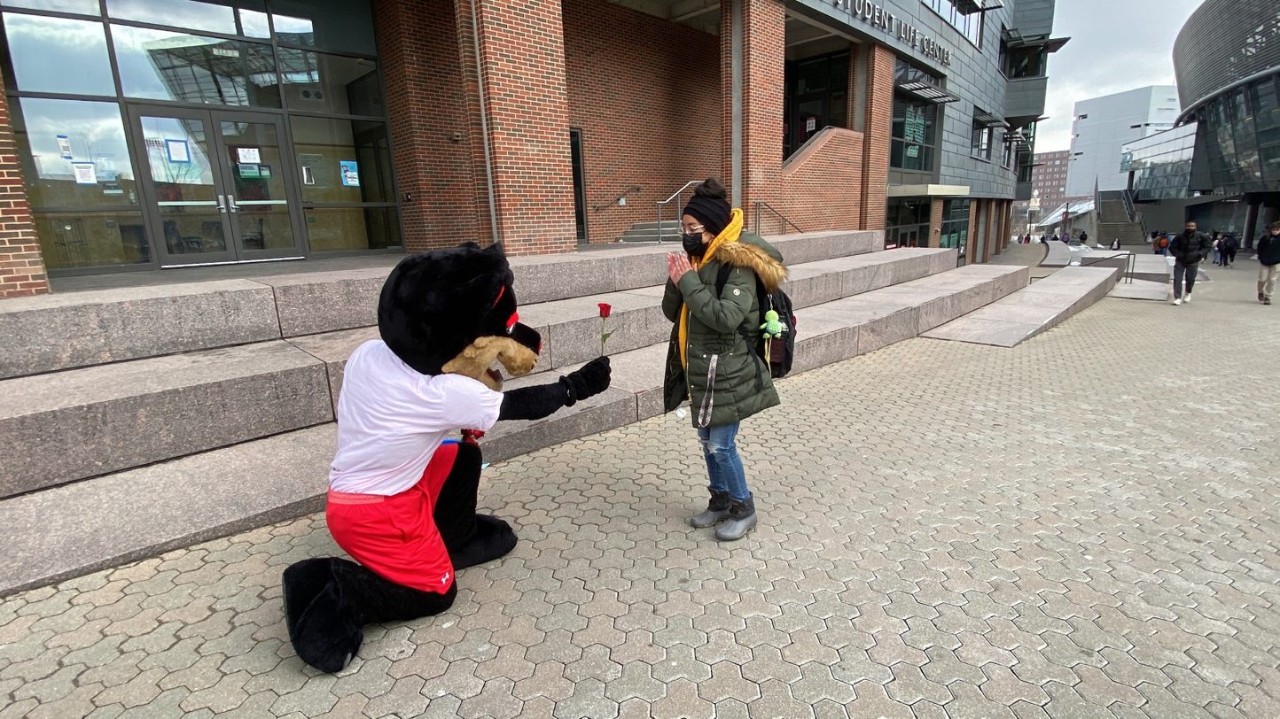 UC Bearcat presents a rose to a student on campus