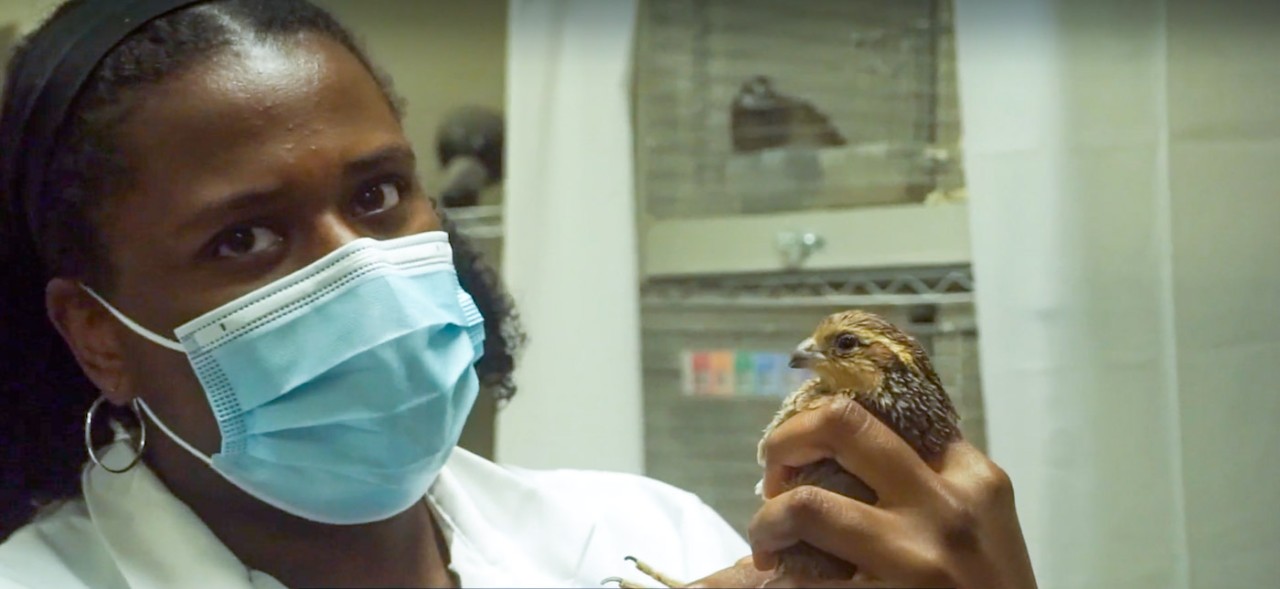 A student in a face mask holds a bobwhite quail in a biology lab.