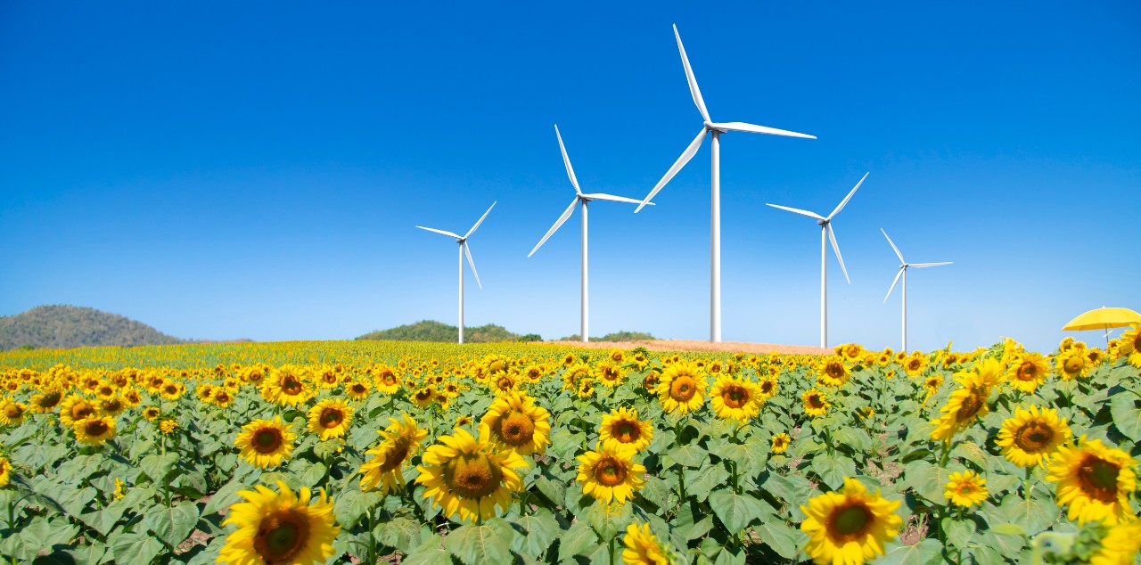 Windmills spin above a field of sunflowers in a blue sky.