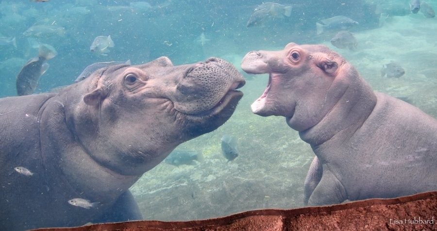 a photo of fiona and fritz at the Cincinnati Zoo