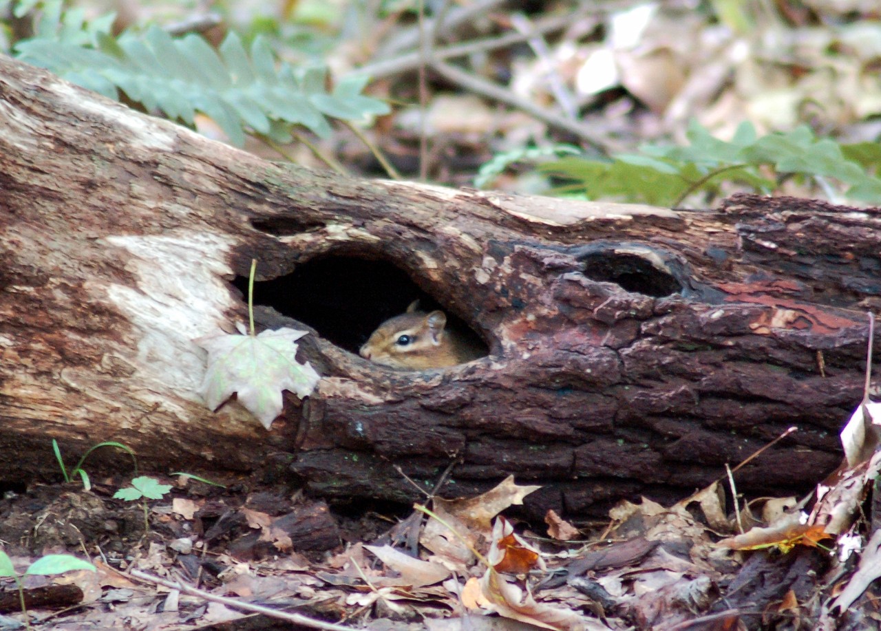 A chipmunk peeks out of a hole in a log.