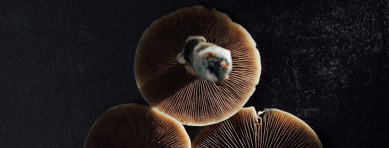 Three mushrooms on a black background with a streak of light shining on them 