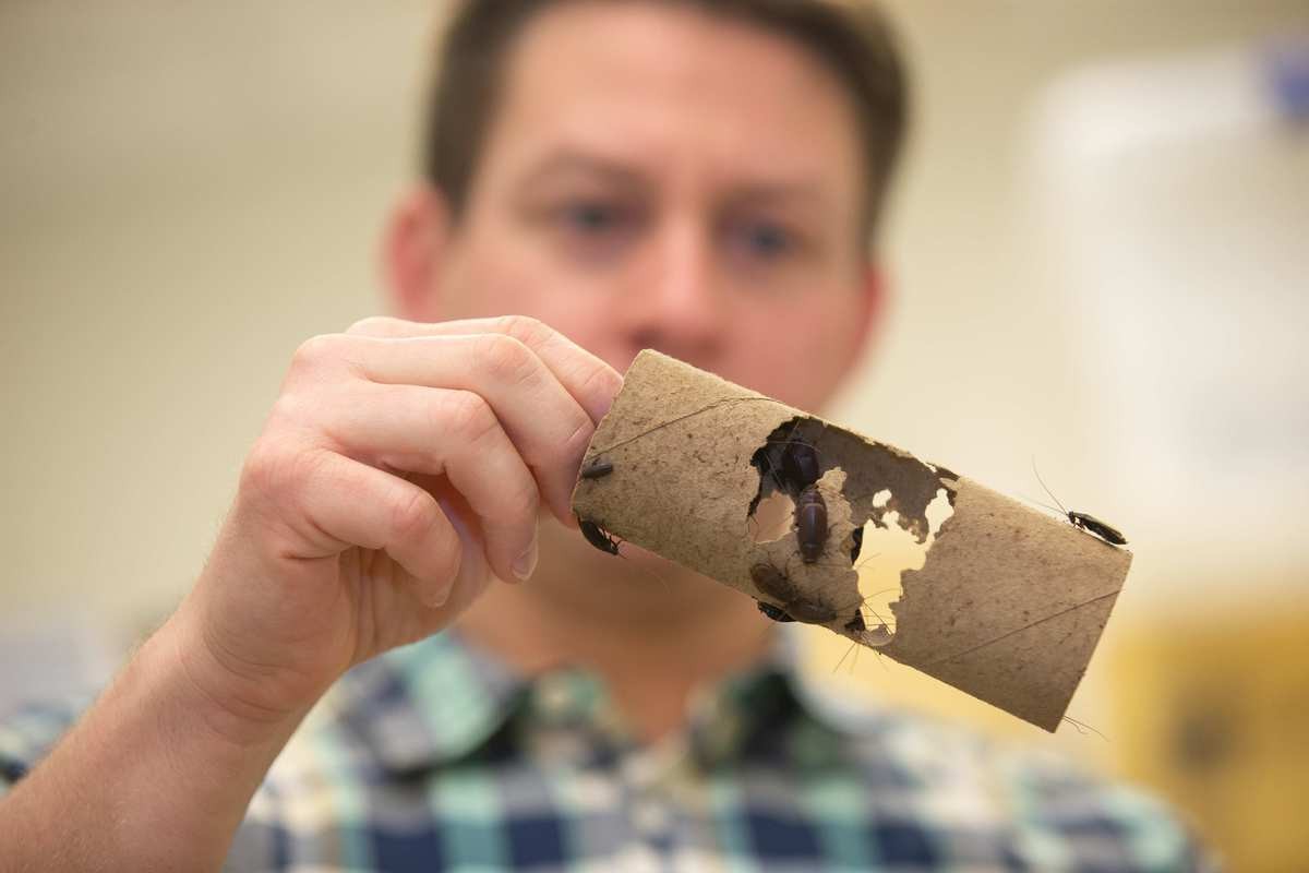 Joshua Benoit holds up a piece of cardboard covered in beetle-mimic cockroaches in his biology lab.