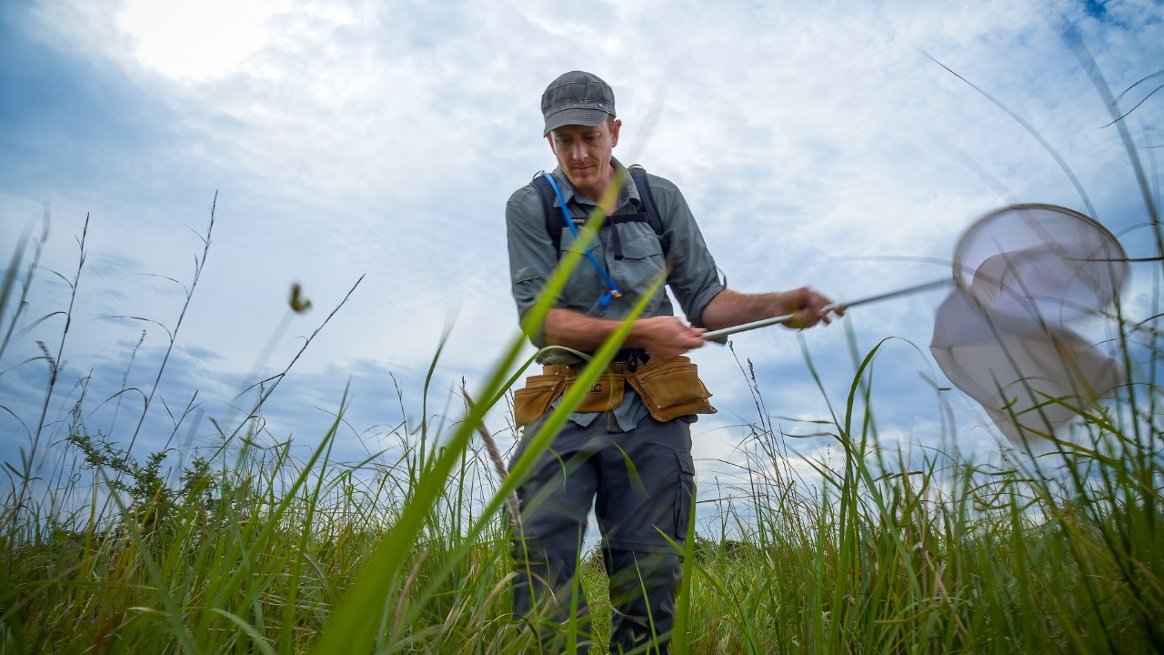 Nathan Morehouse collects jumping spiders with a net in the tall grass.