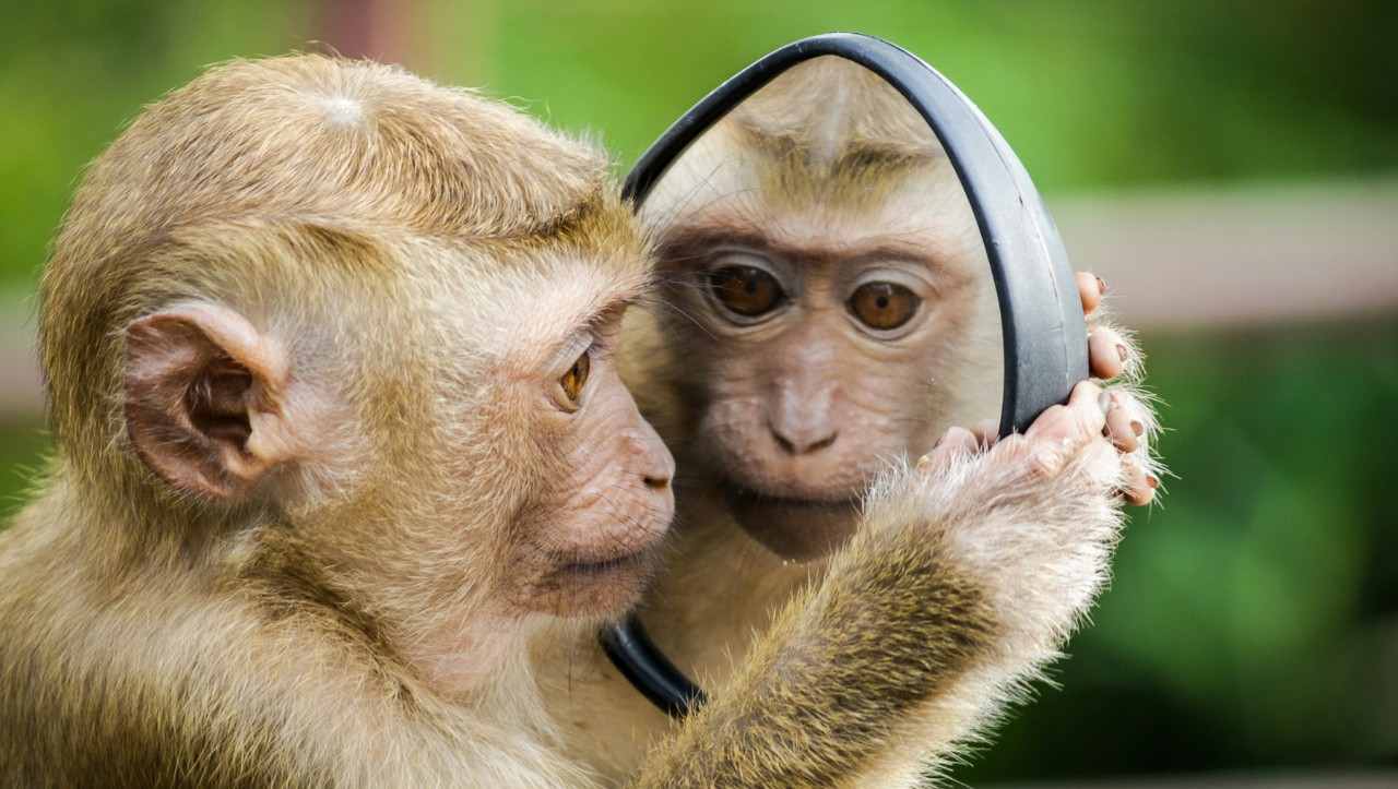 A macaque looks at its reflection in a hand mirror.