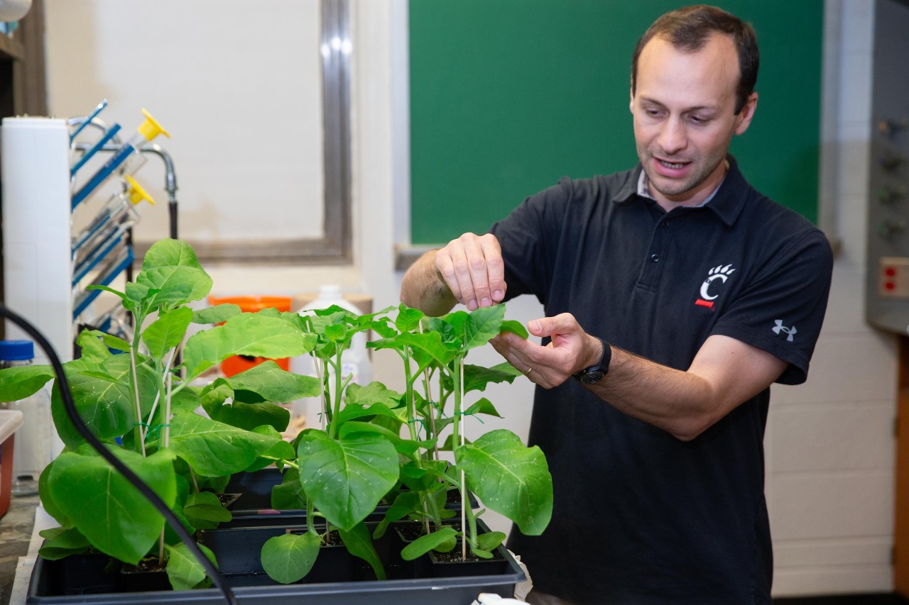 Pietro Strobbia works with a tobacco plant in his chemistry lab.