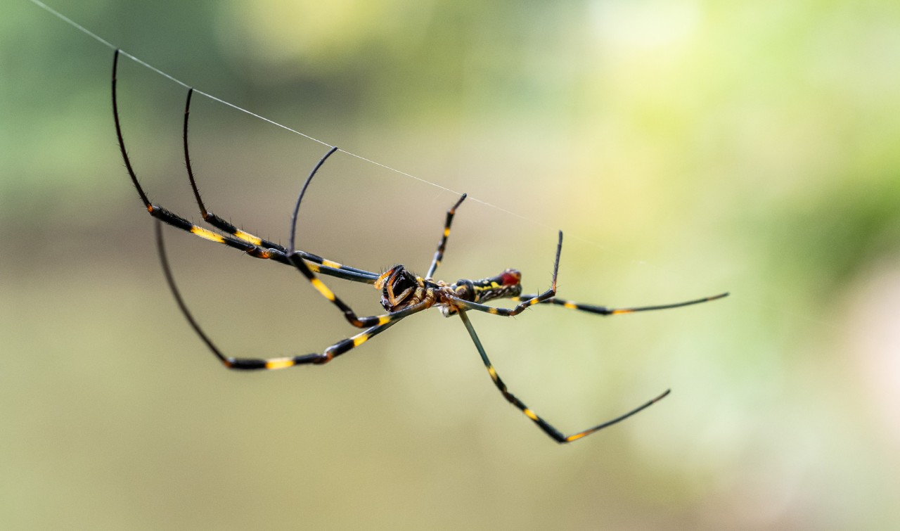 A Joro spider in a web.