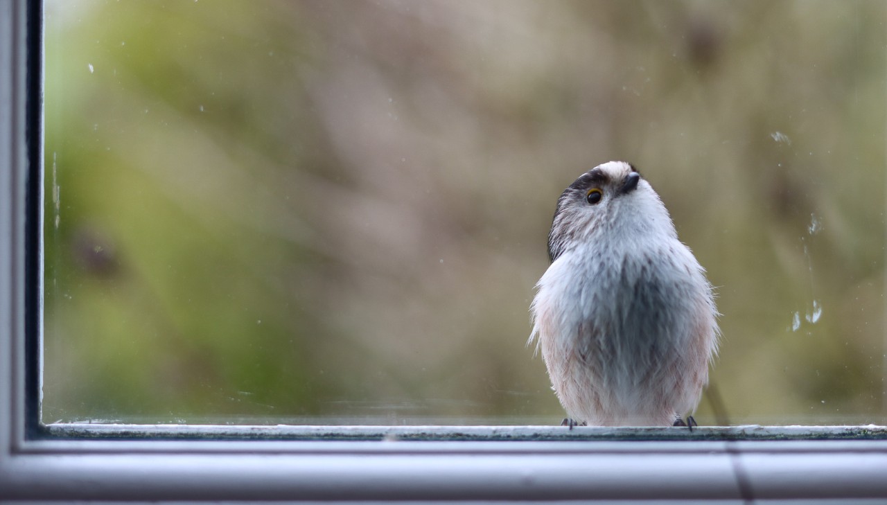 A bird pecks at a window.