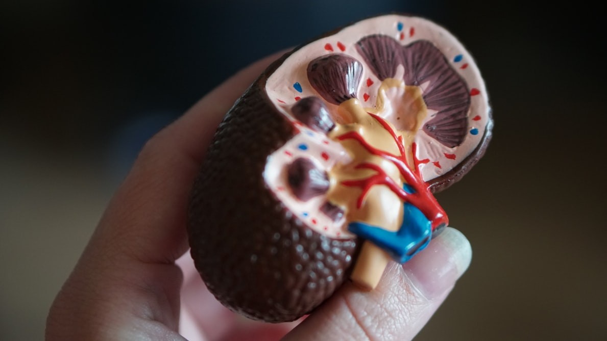 a photo of a model cross section of a human kidney