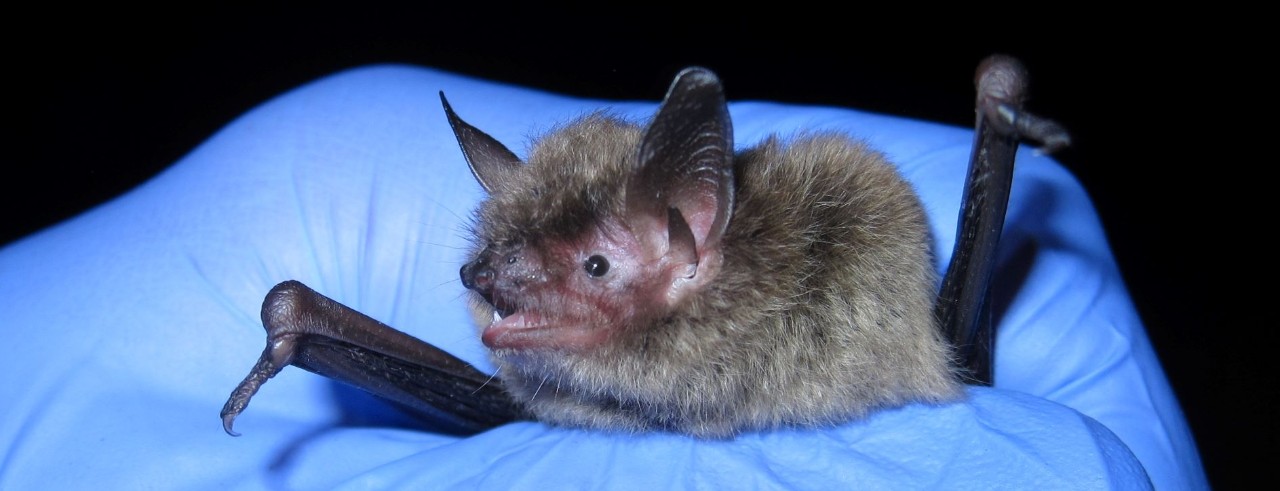 little brown bat in the blue gloved hands of a human 