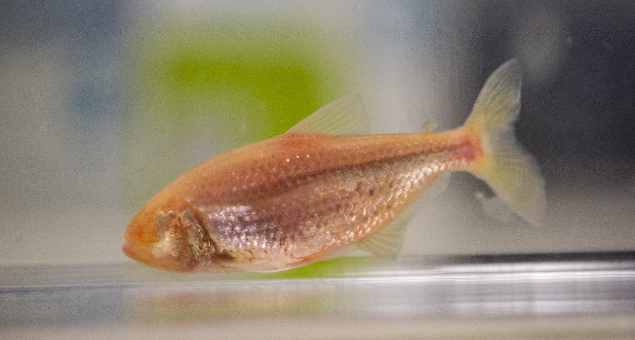 The blind cavefish is silvery and has no eyes