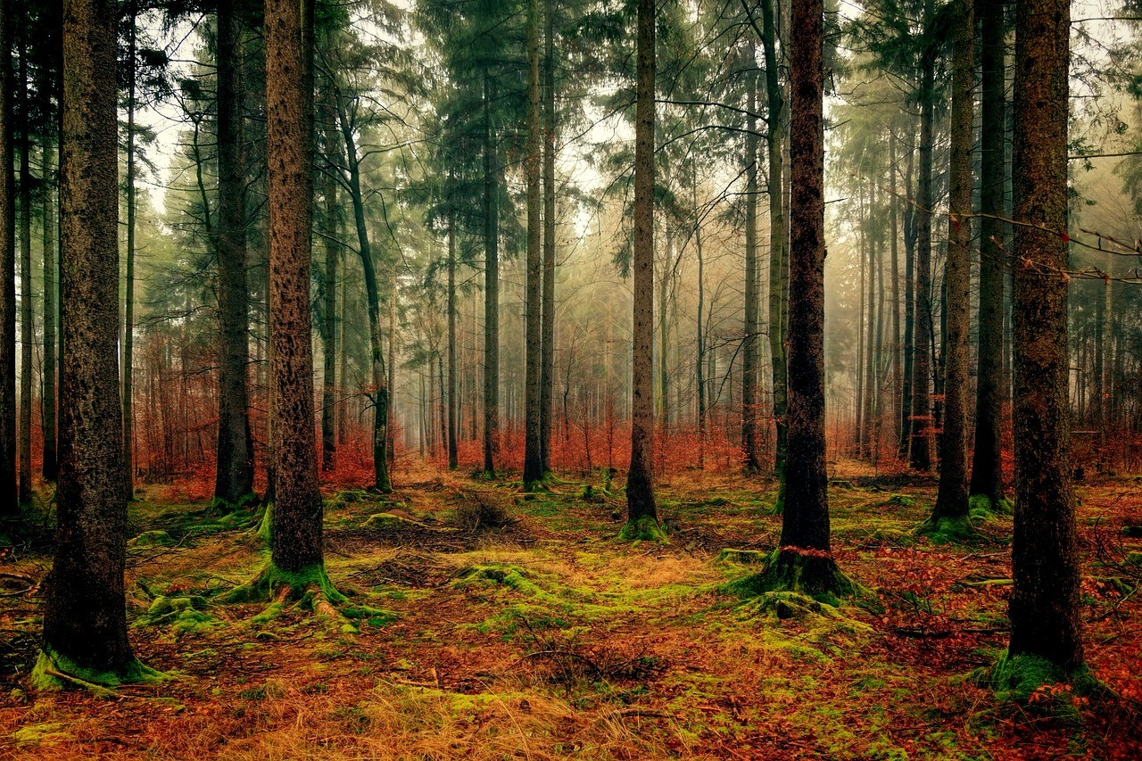 picture pf trees in woods with color green and orange looks like fall