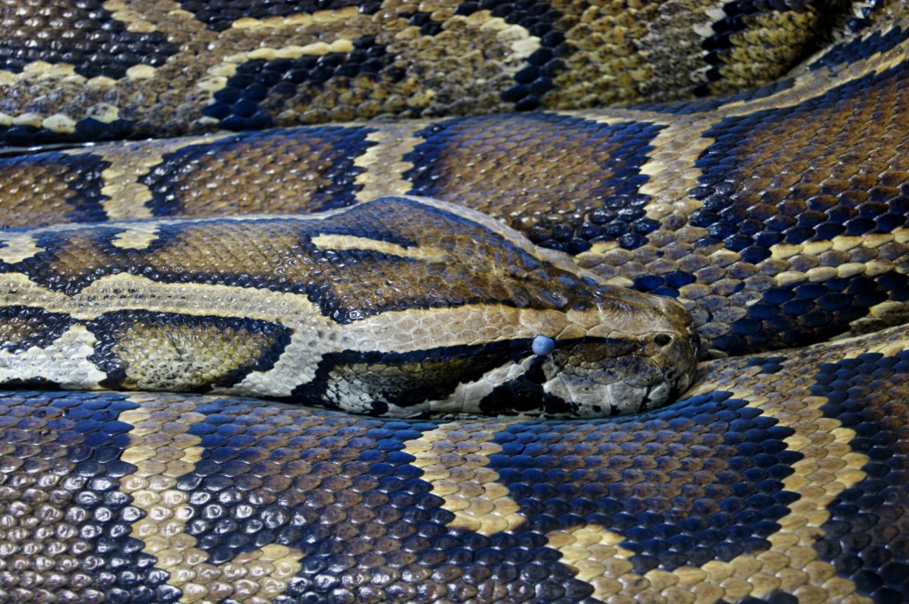 A Burmese python closeup.