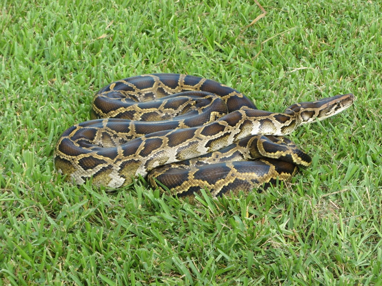 A Burmese python.