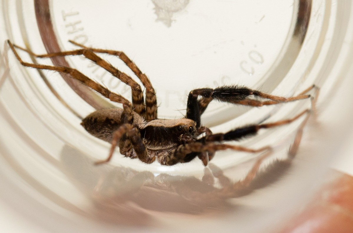 A wolf spider.