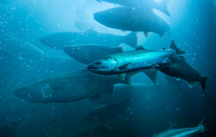 Fish swim in a river.