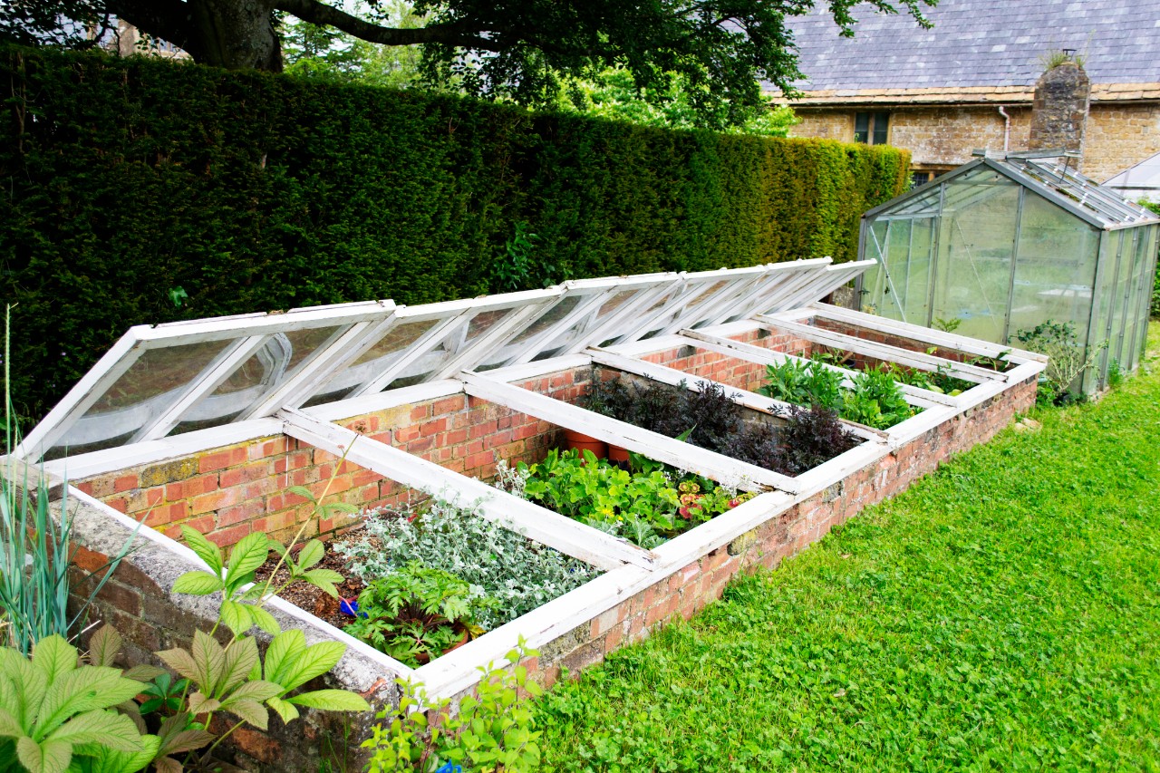 A row of cold frames, enclosed planting beds covered in removable glass panes.