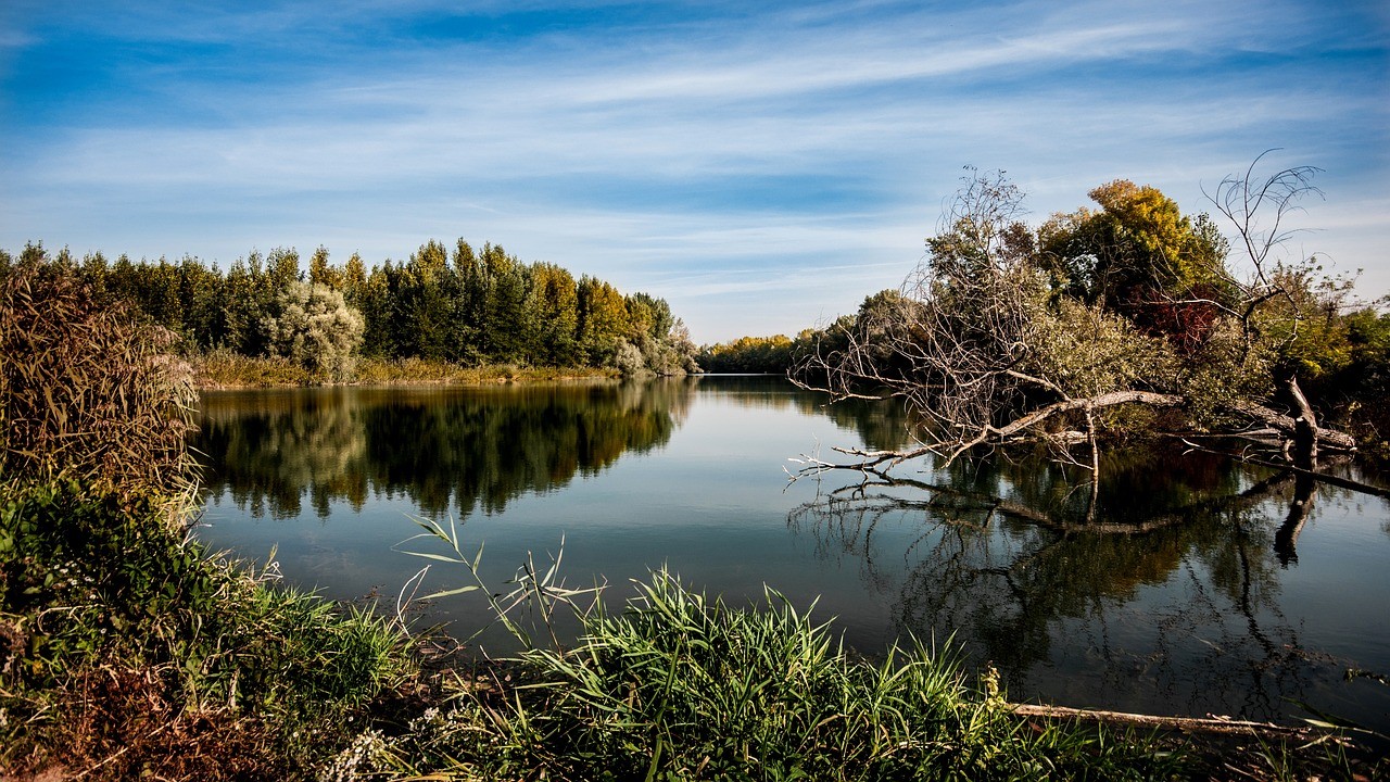 Scenery of river and trees 