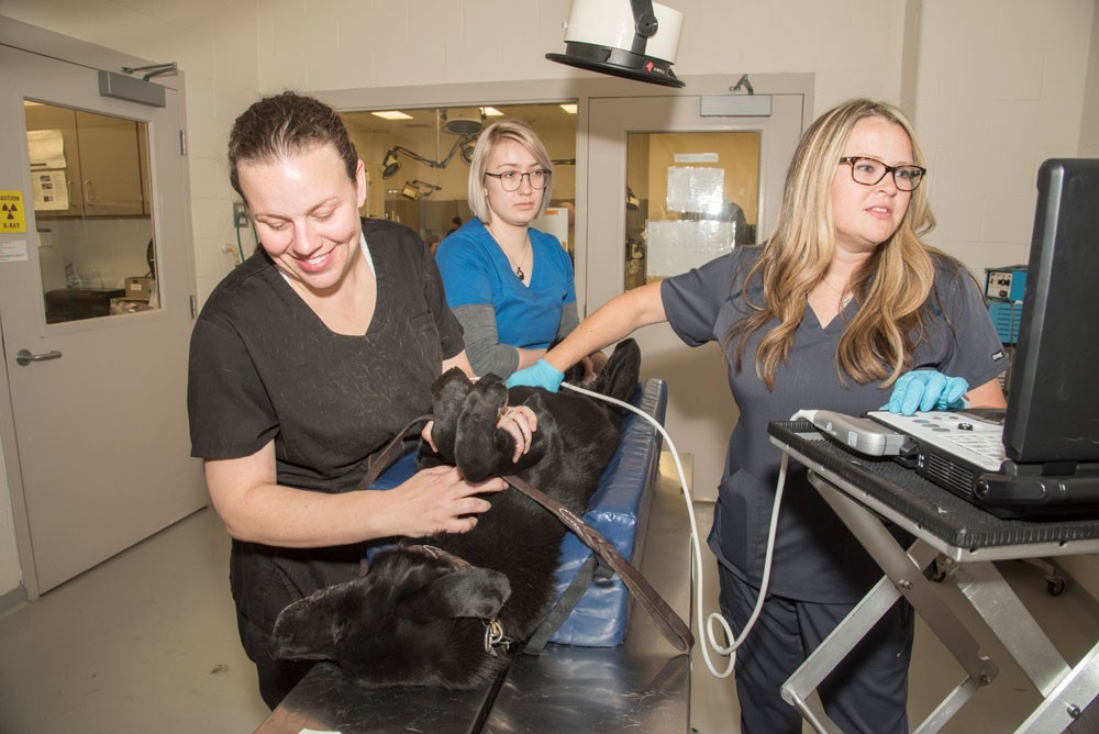 Three veterinary technicians working on a dog