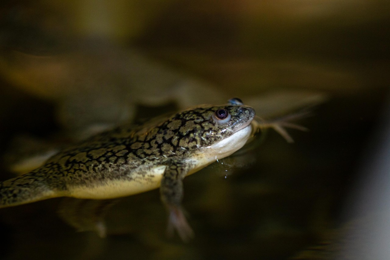 An African clawed frog in a biology lab.