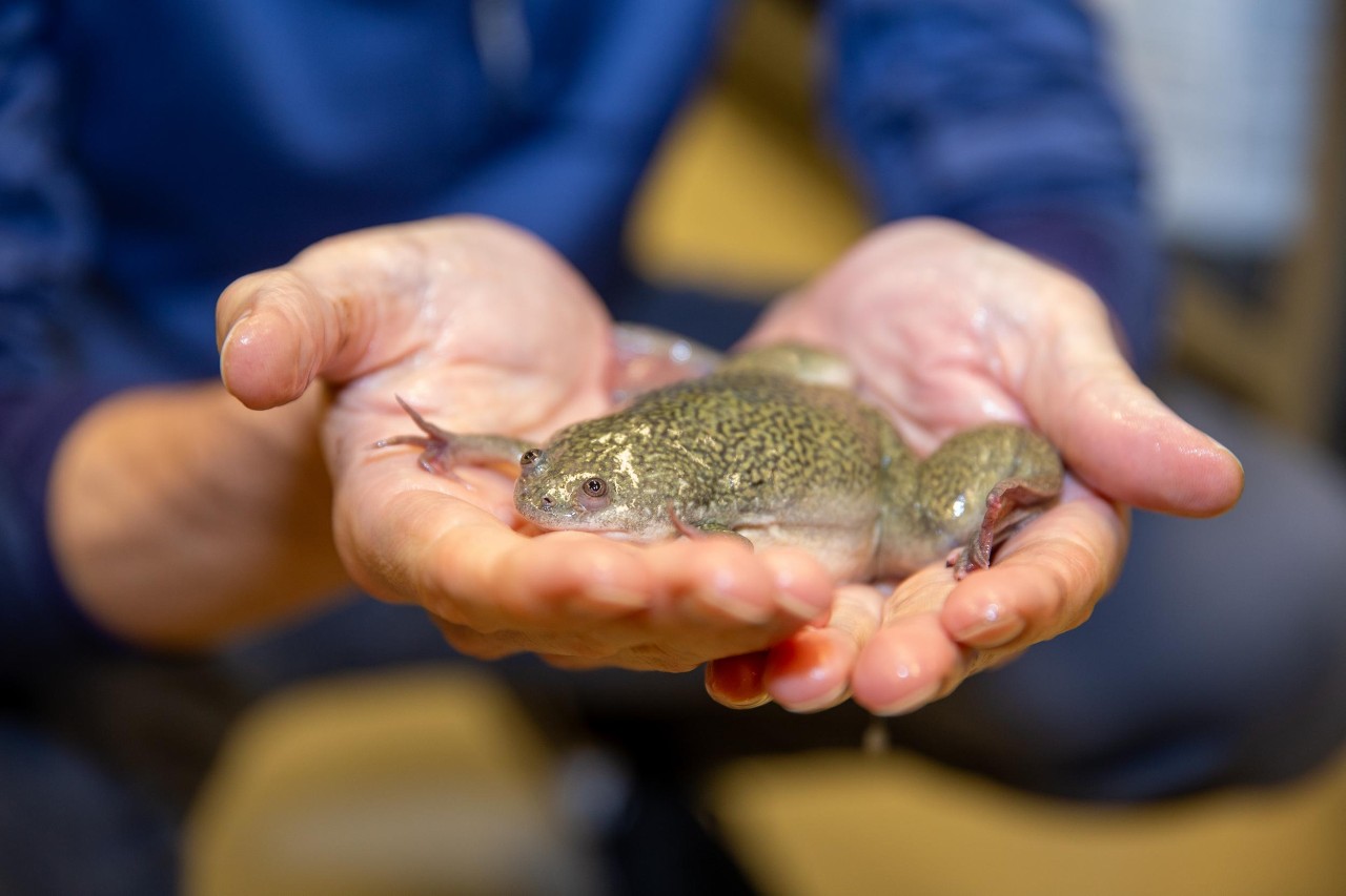 Hands hold an African clawed frog.